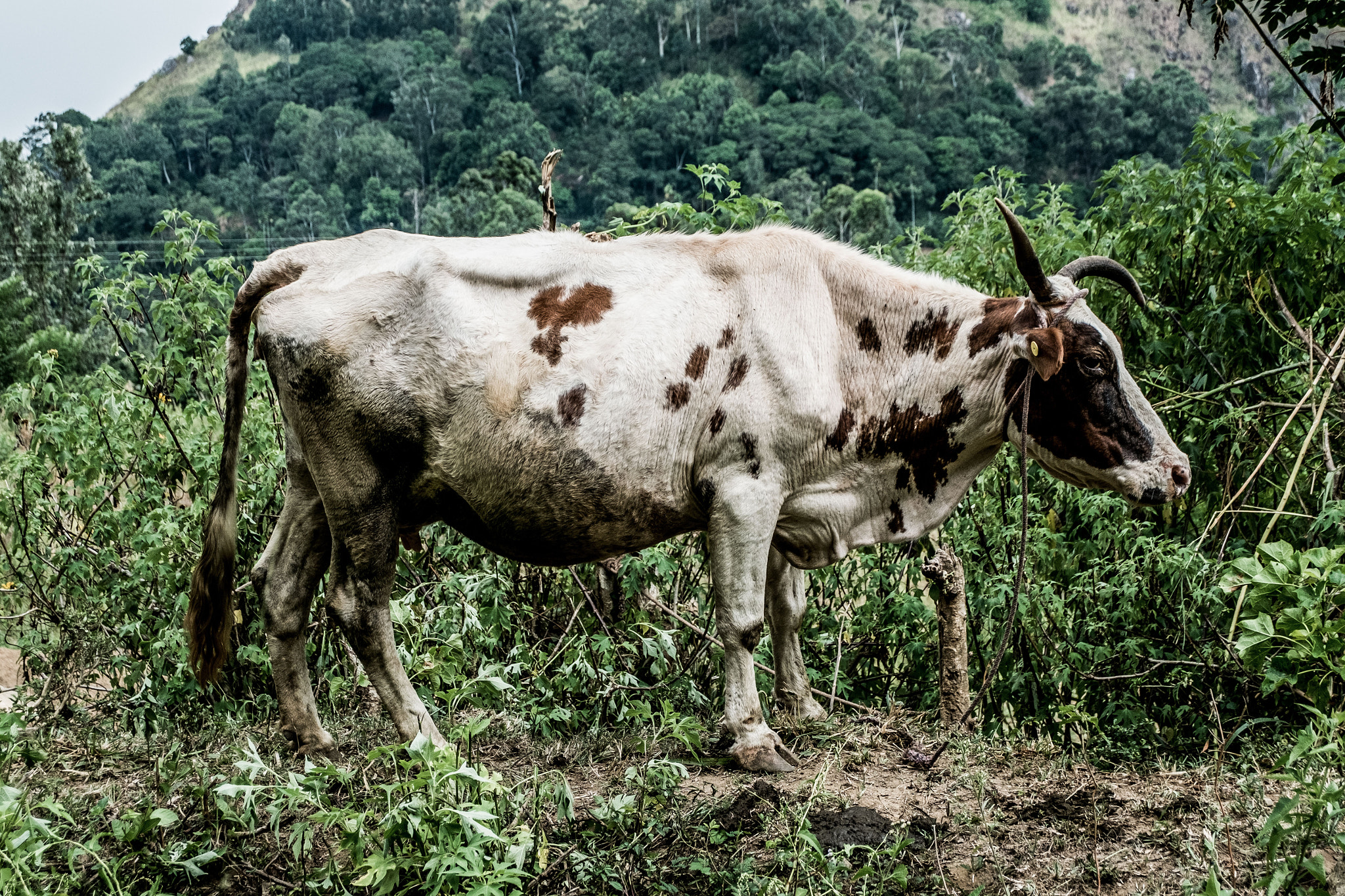 Fujifilm XC 16-50mm F3.5-5.6 OIS sample photo. Cow photography