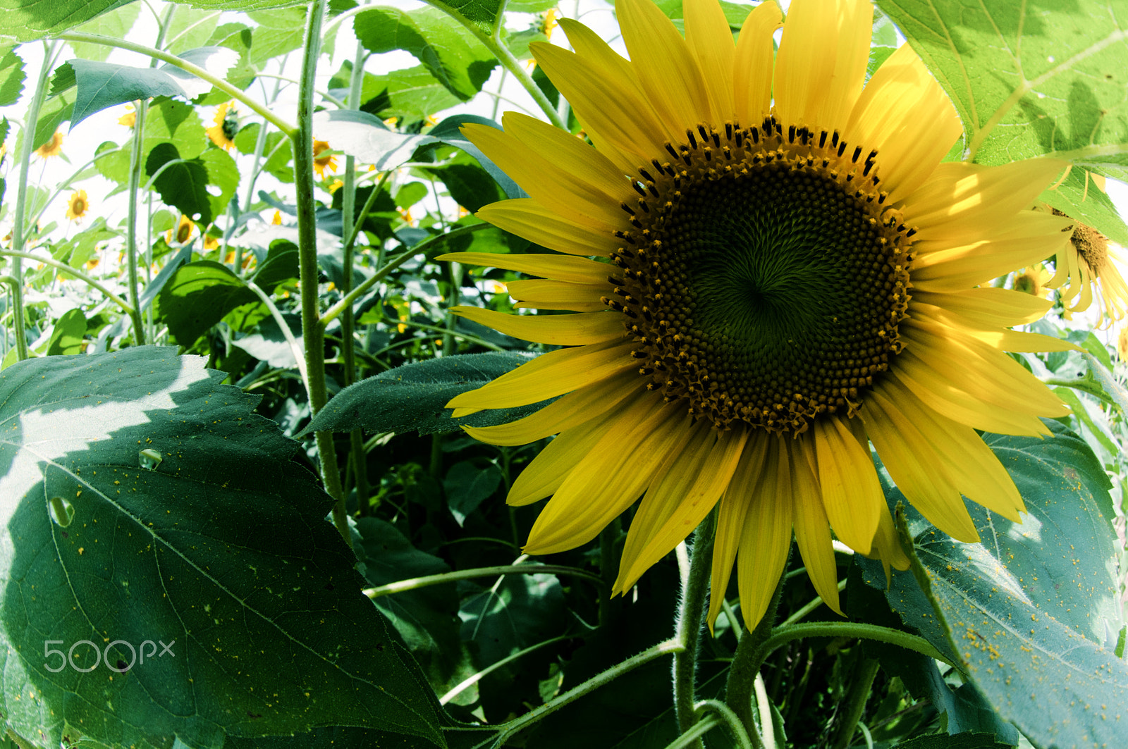 Nikon AF DX Fisheye-Nikkor 10.5mm F2.8G ED sample photo. Cool off photography
