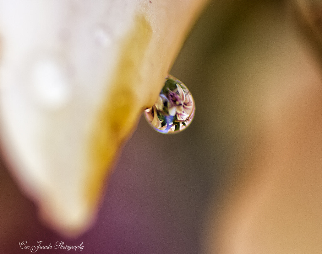 Canon EOS 7D + Tamron SP AF 90mm F2.8 Di Macro sample photo. Orquidea photography