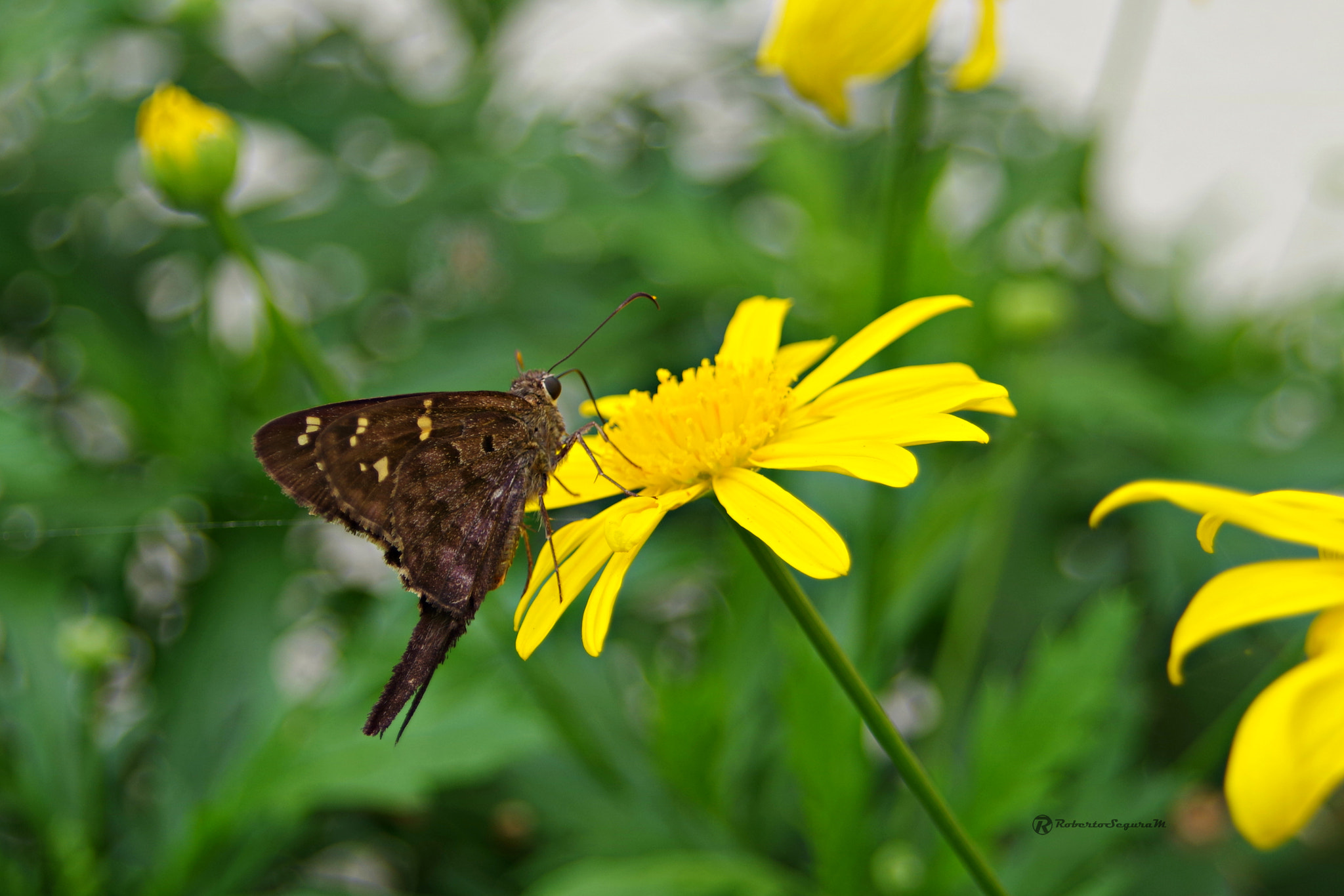 Pentax K-S2 + A Series Lens sample photo. Escenas de mi patio photography