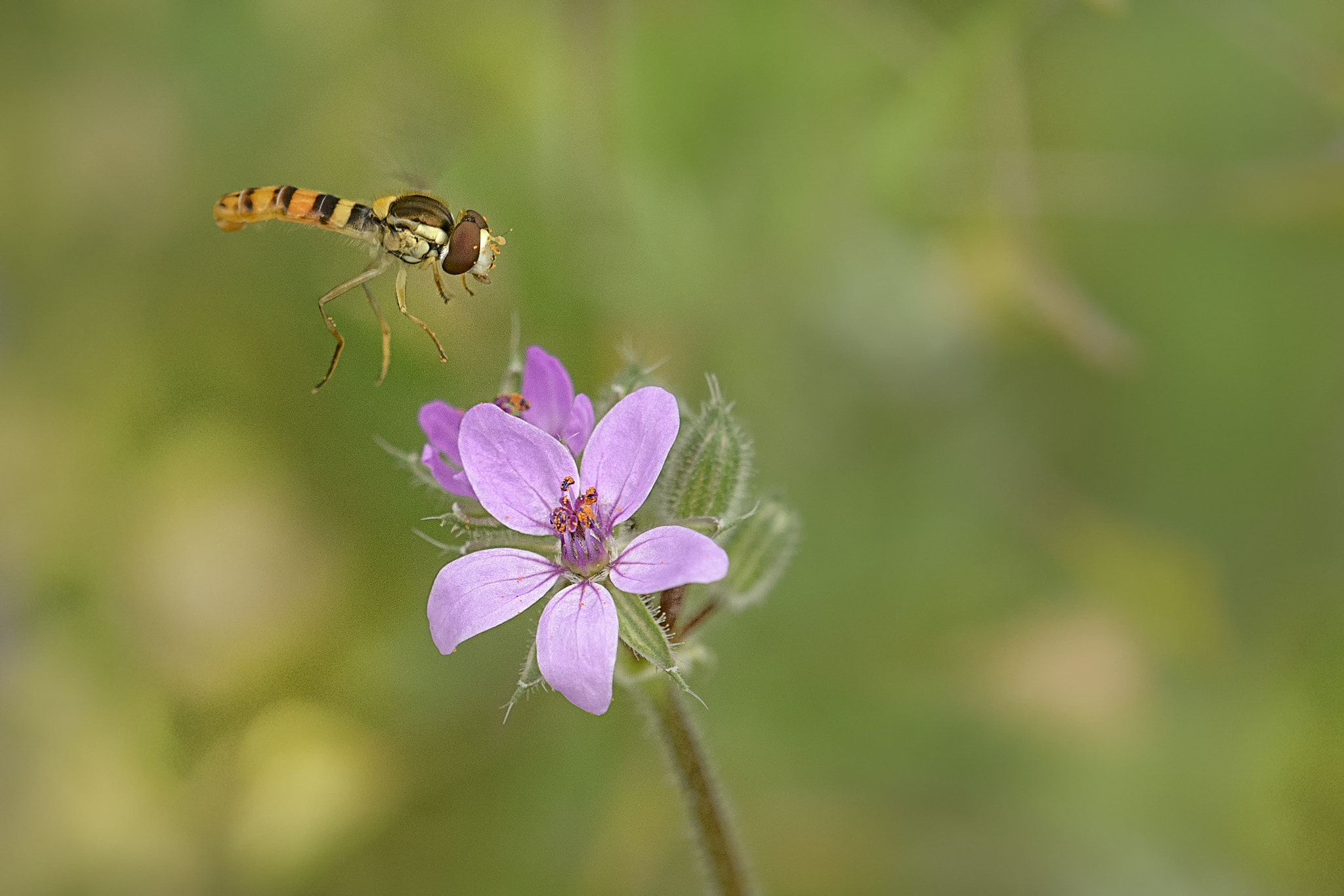 Nikon AF-S DX Micro-Nikkor 85mm F3.5G ED VR sample photo. Hovering photography