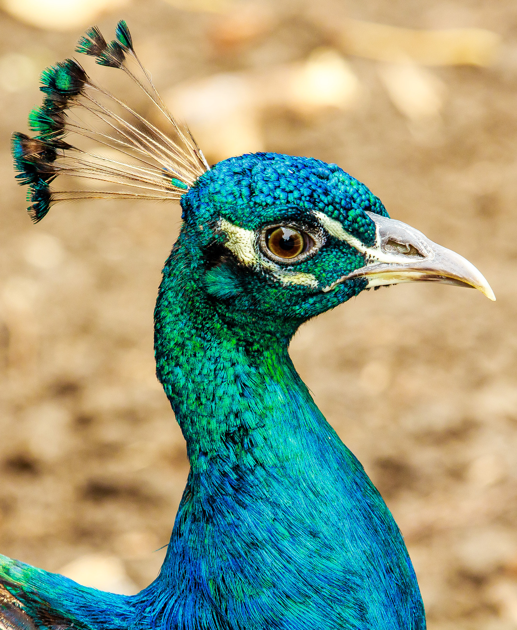 Canon EOS 650D (EOS Rebel T4i / EOS Kiss X6i) sample photo. Portrait of an indian peafowl photography