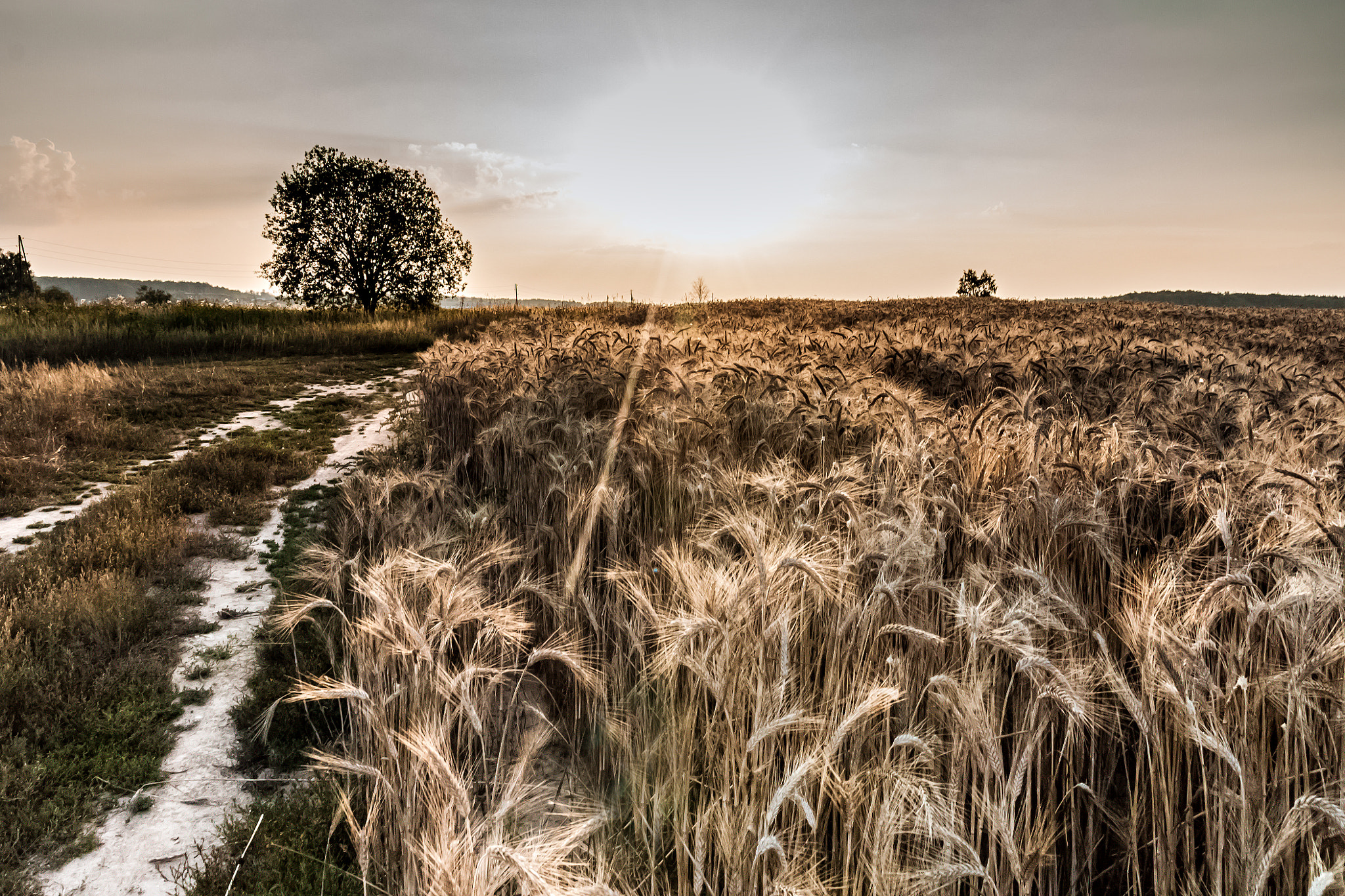 Sigma 18-200mm f/3.5-6.3 DC OS sample photo. Golden rye photography