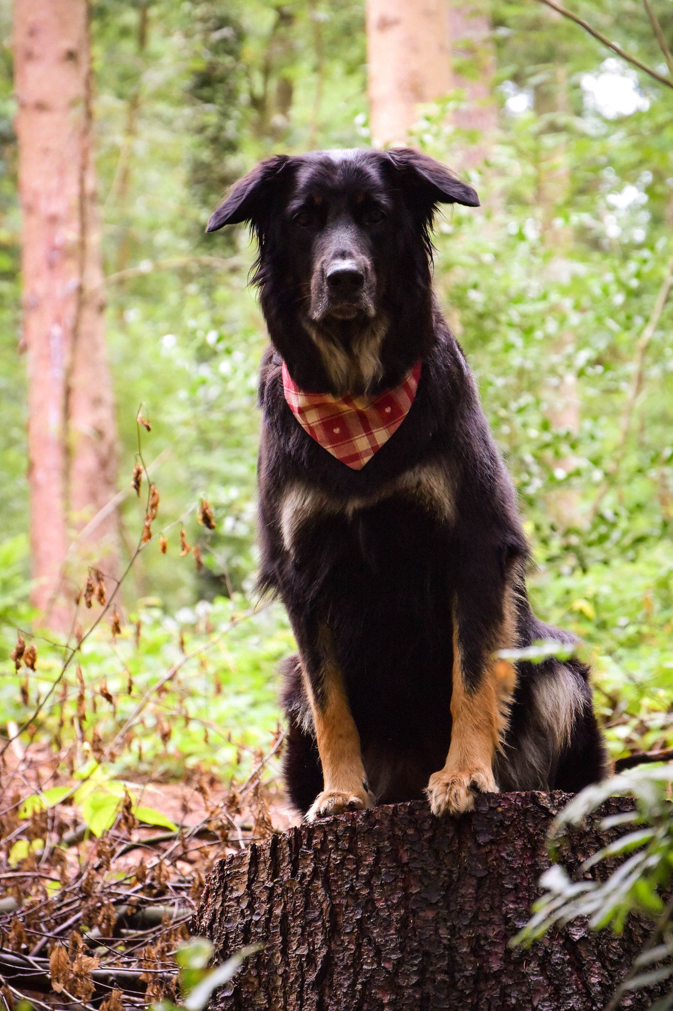 Nikon 1 Nikkor VR 30-110mm F3.8-5.6 sample photo. Curious dog photography