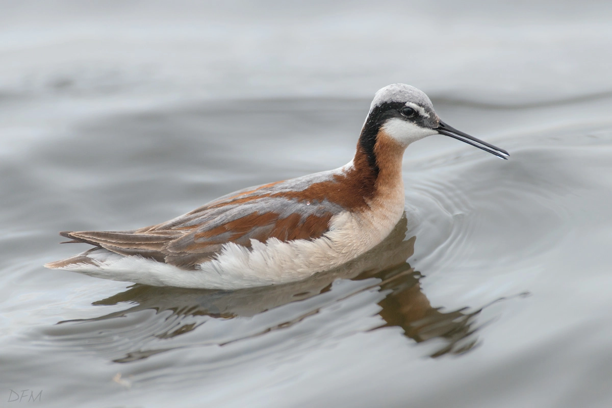 Nikon AF-S Nikkor 500mm F4D ED-IF II sample photo. Wilson's phalarope photography