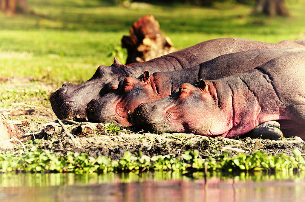 Nikon D3S sample photo. Sleeping hippos photography