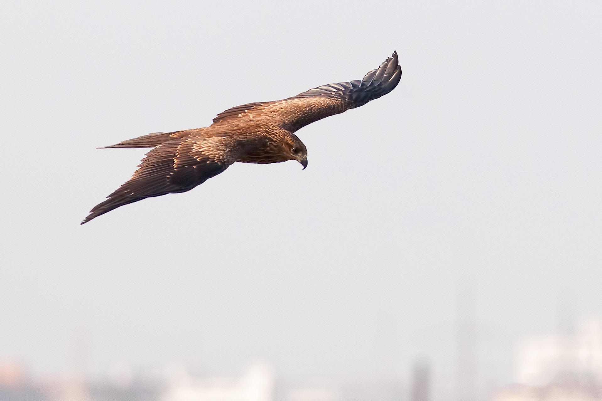 Nikon D300S + Nikon AF-S Nikkor 300mm F4D ED-IF sample photo. Black kite photography