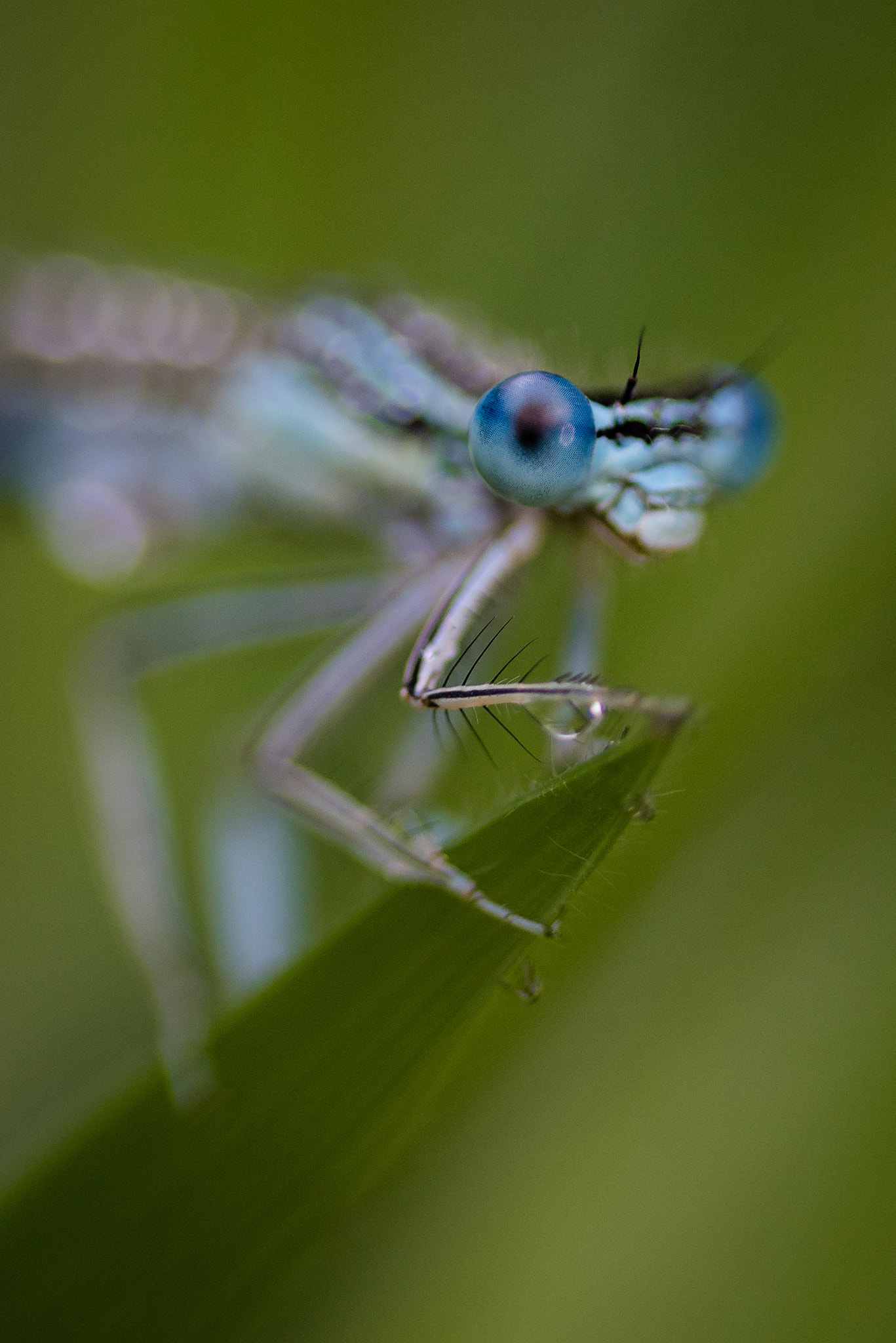 Nikon D810 + Nikon AF Micro-Nikkor 200mm F4D ED-IF sample photo. Waiting... photography