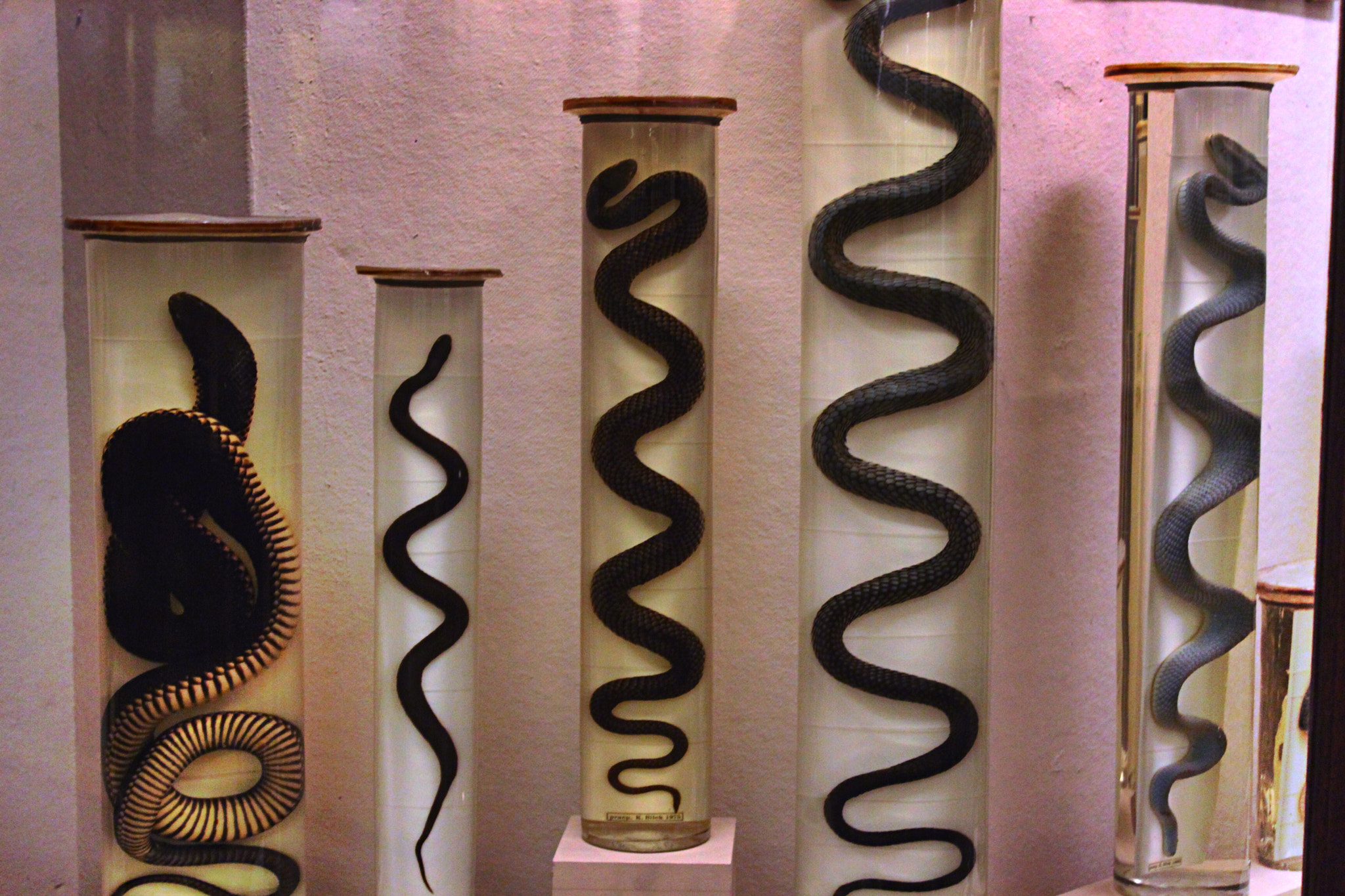 Canon EF-S 18-55mm F3.5-5.6 III sample photo. Snakes photography