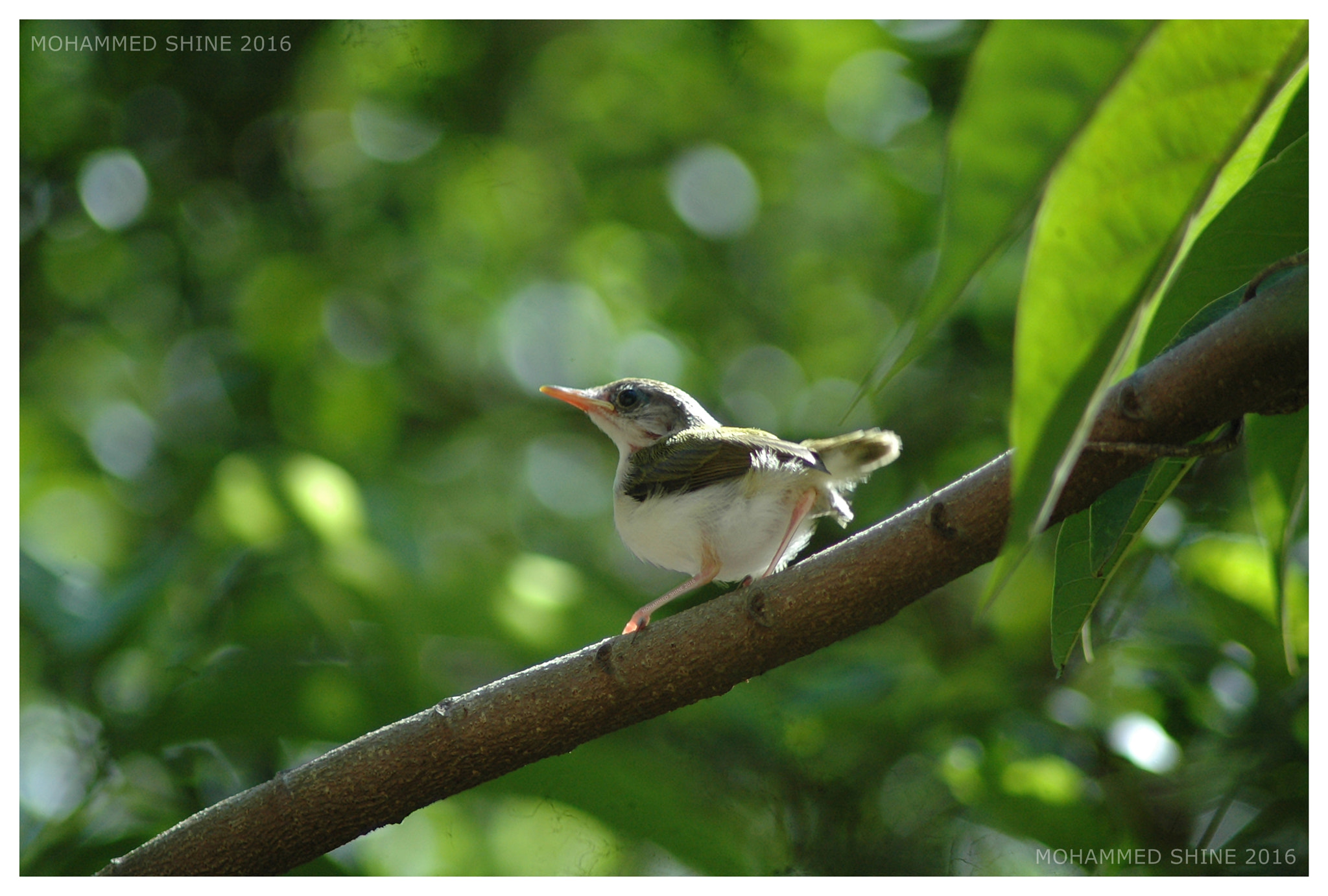 Nikon AF Nikkor 70-300mm F4-5.6G sample photo. Common tailor bird photography