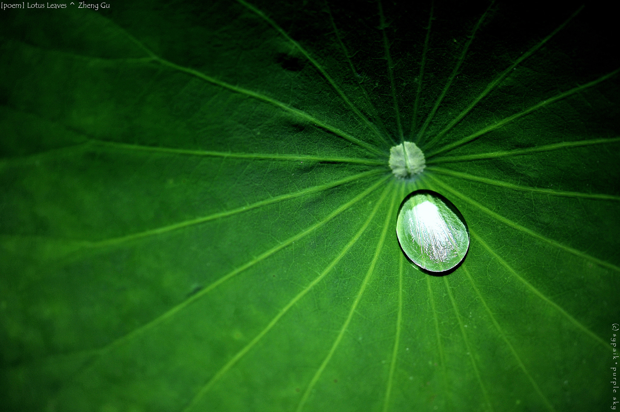 Nikon AF-S Micro-Nikkor 60mm F2.8G ED sample photo. Lotus leaves iii photography