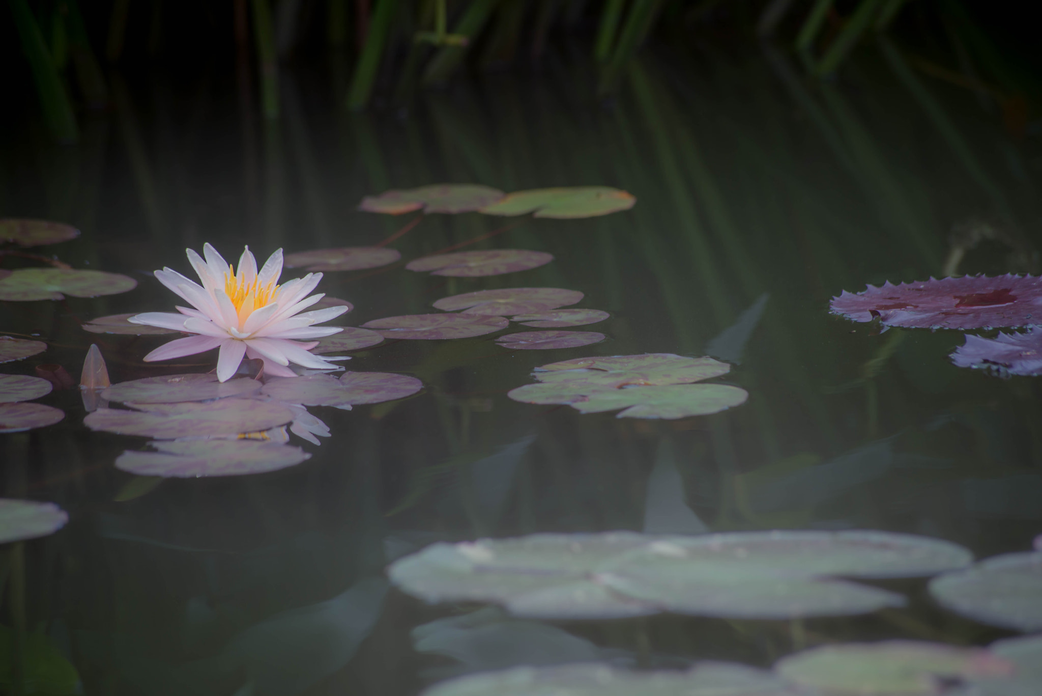 Sigma 70-300mm F4-5.6 APO DG Macro sample photo. Single blooming photography