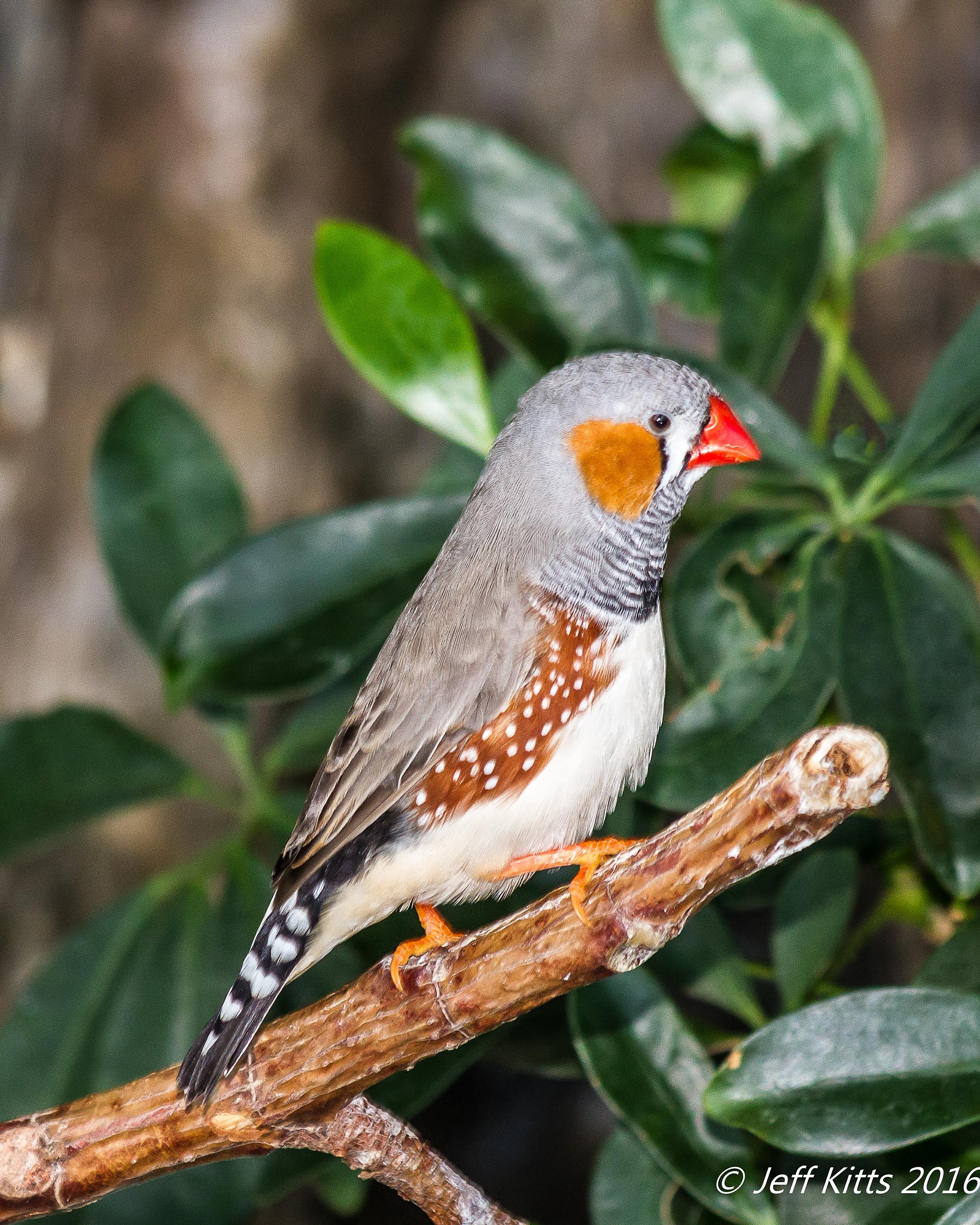 Canon EF 75-300mm f/4-5.6 USM sample photo. 4177-zebra finch photography