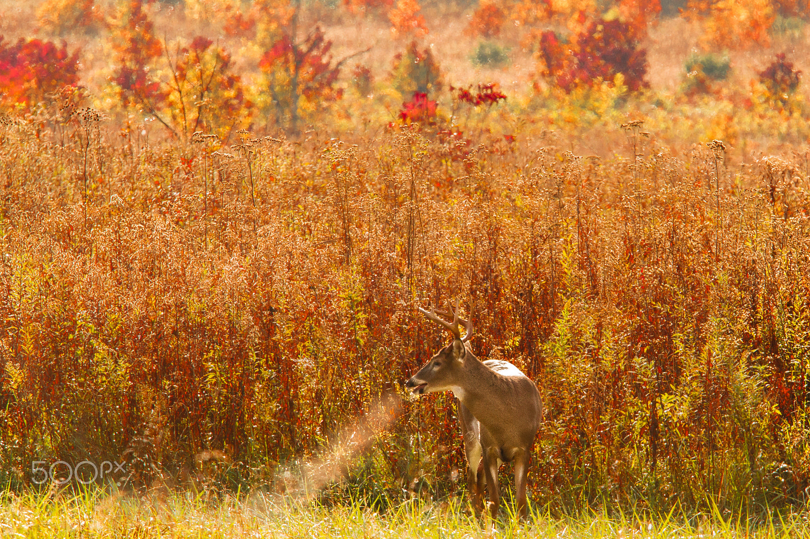 Canon EF 70-200mm F4L IS USM sample photo. Fall buck photography