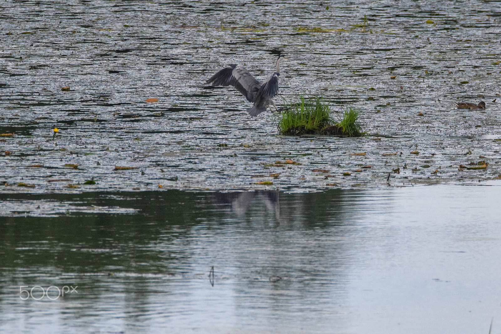 Tamron SP 150-600mm F5-6.3 Di VC USD sample photo. Welcome to heron island! photography