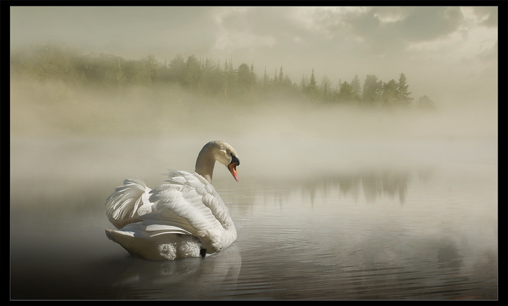 Sigma 50-150mm F2.8 EX APO DC OS HSM sample photo. On golden pond sf photography