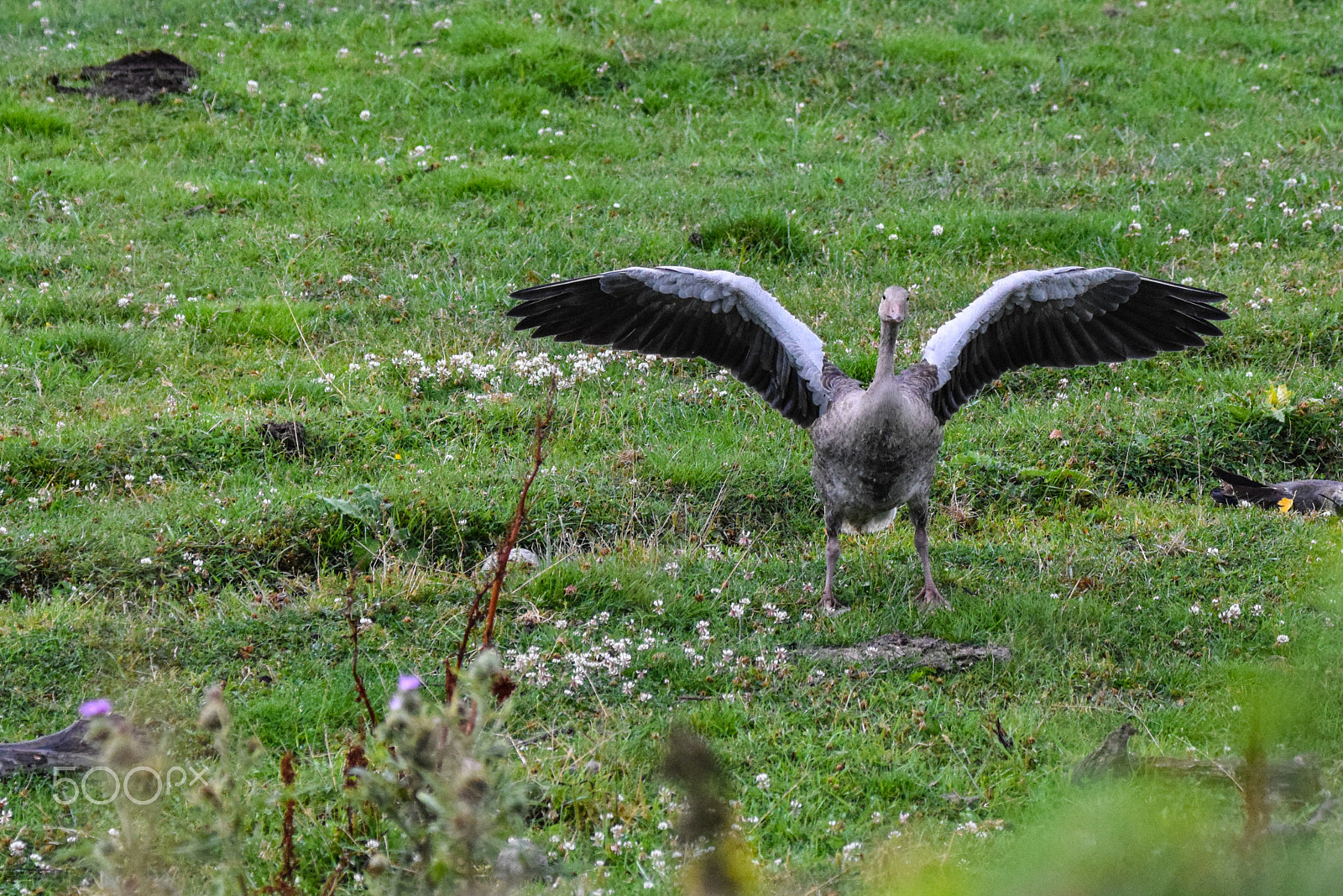 Tamron SP 150-600mm F5-6.3 Di VC USD sample photo. Greylag measuring size against photographer photography