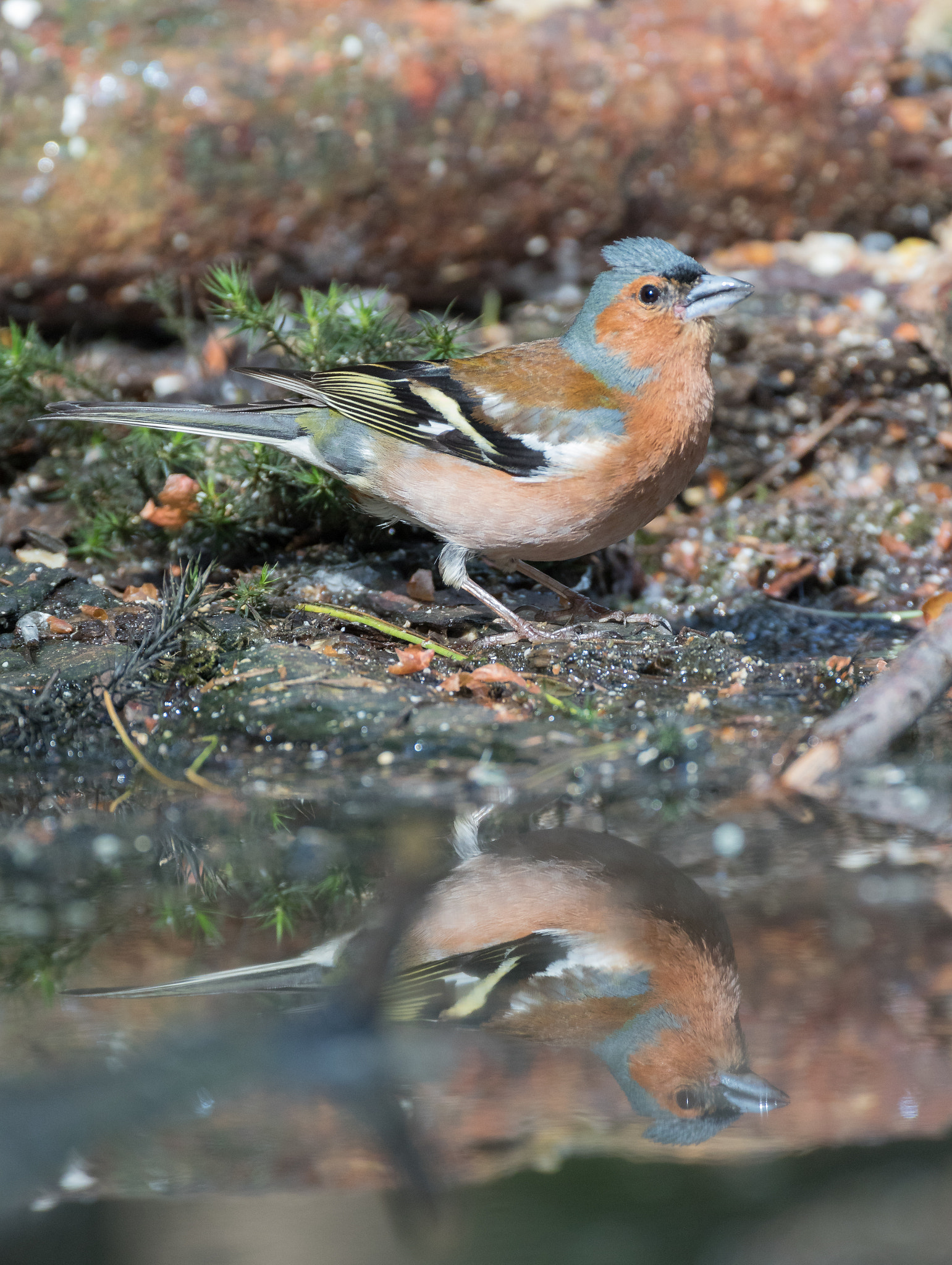 Canon EF 200mm F2.8L II USM sample photo. Chaffinch photography