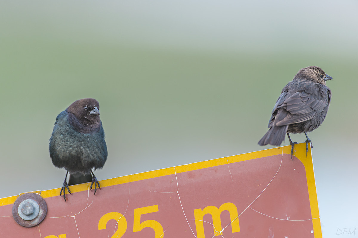 Nikon AF-S Nikkor 500mm F4D ED-IF II sample photo. Brown-headed cowbird photography