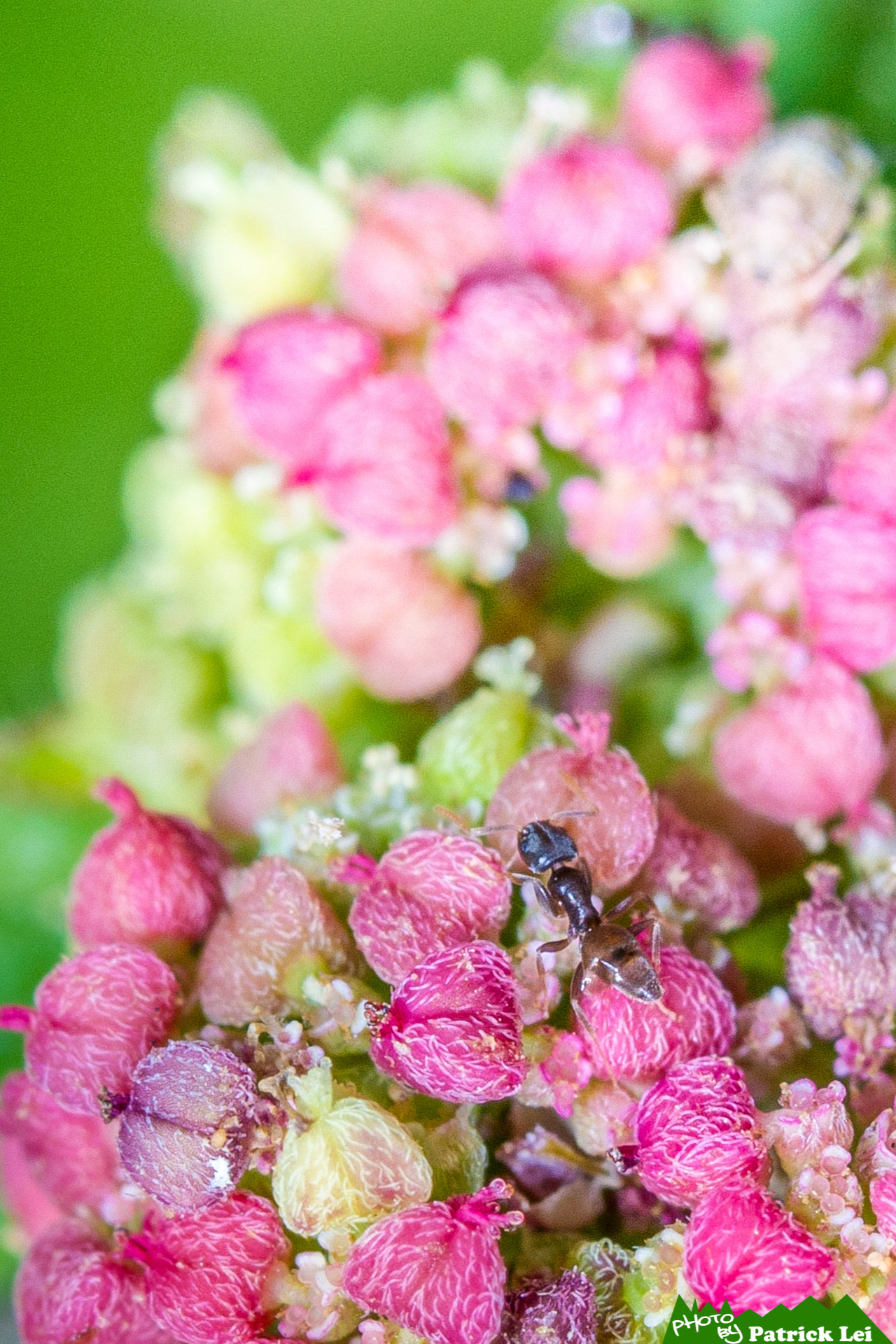Canon EOS-1D Mark IV sample photo. Ant in flowers photography