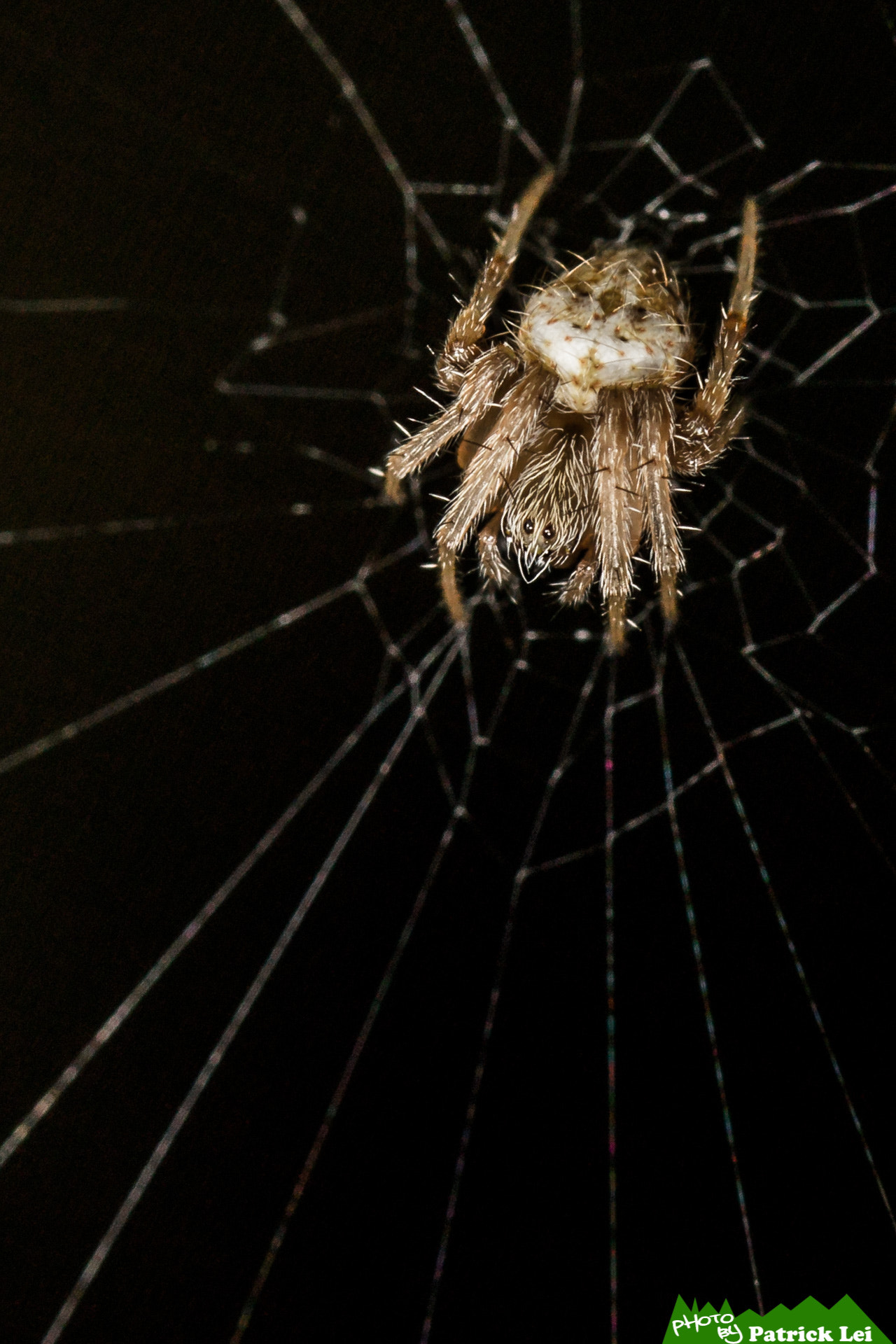 Canon EOS-1D Mark IV + Canon EF 100mm F2.8L Macro IS USM sample photo. Spider, waiting for a chance photography
