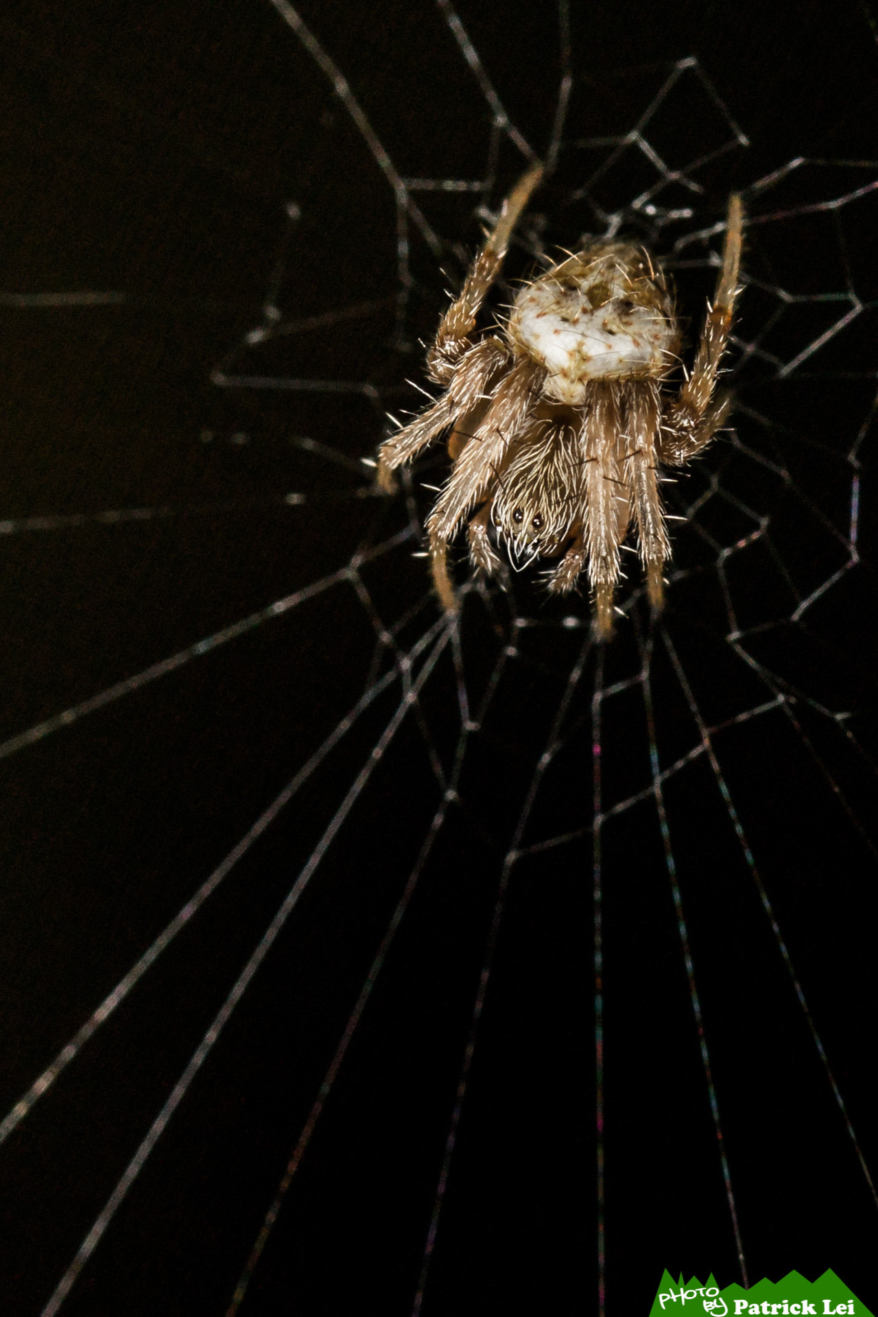 Canon EOS-1D Mark IV sample photo. Spider, waiting for a chance photography