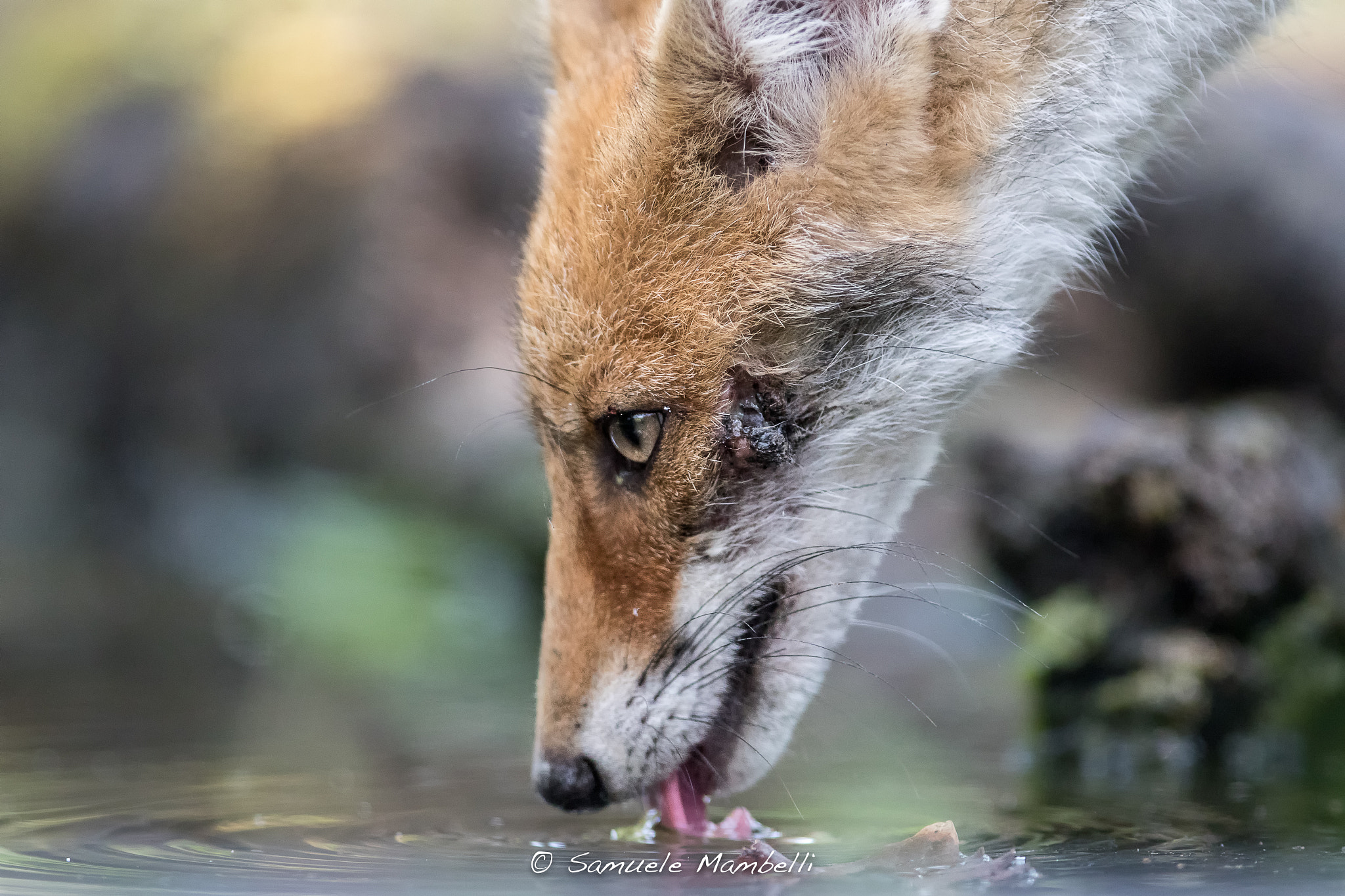 Canon EF 300mm F2.8L IS USM sample photo. Red photography
