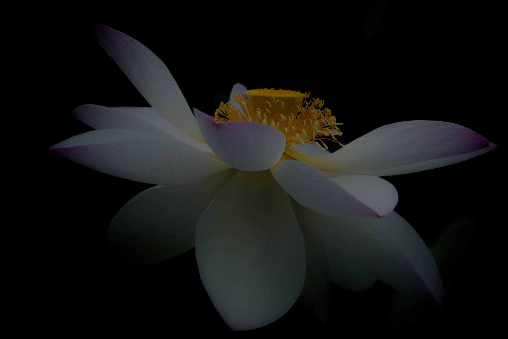 Sigma 70-300mm F4-5.6 APO DG Macro sample photo. After dance photography