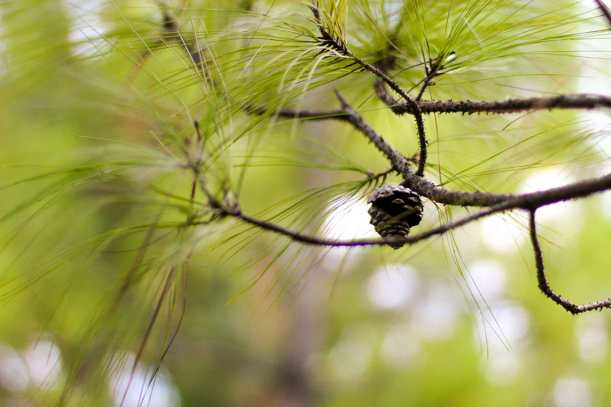 Canon EOS 1200D (EOS Rebel T5 / EOS Kiss X70 / EOS Hi) sample photo. Pinus photography