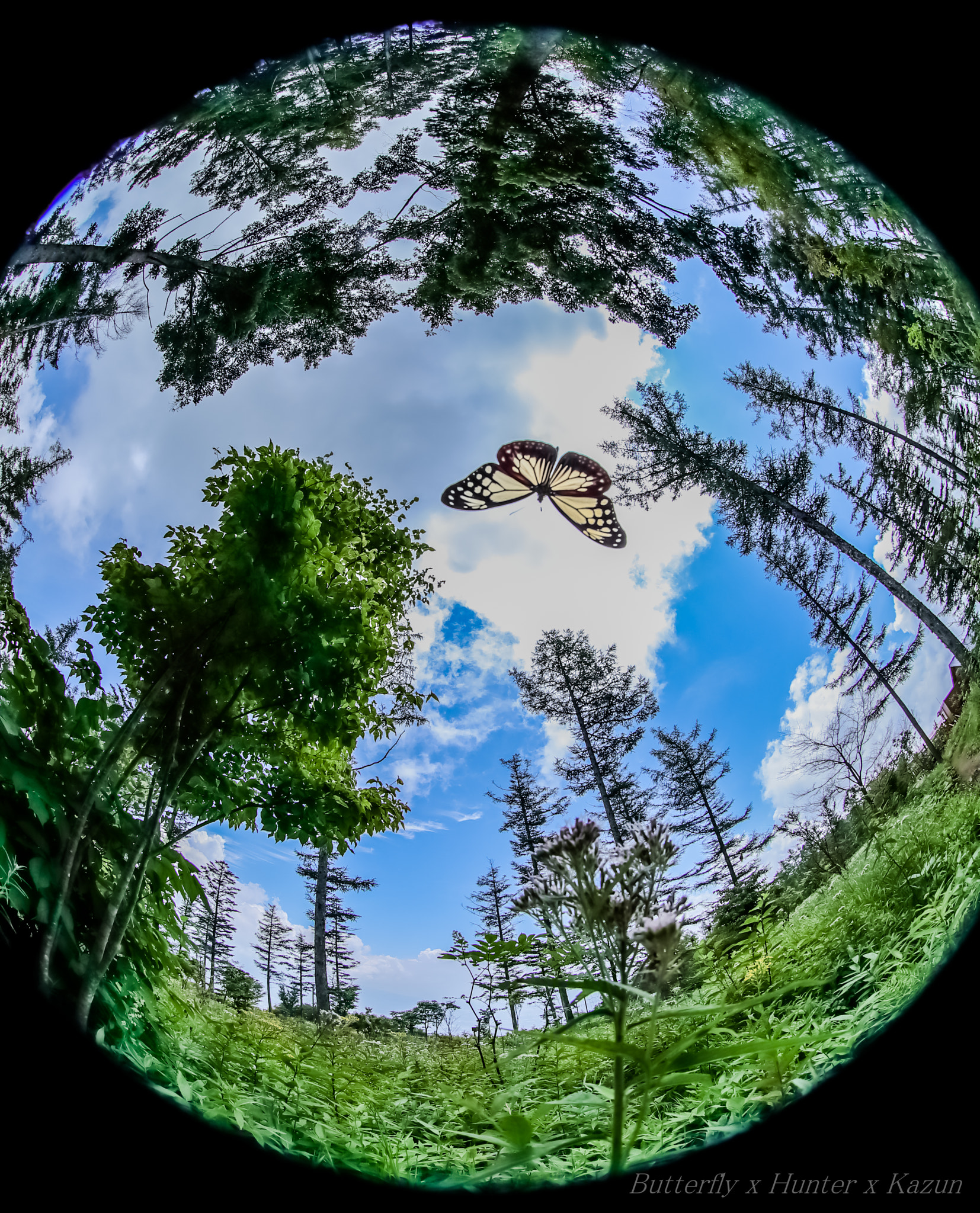 Canon EF 8-15mm F4L Fisheye USM sample photo. Parantica sita-circle- photography