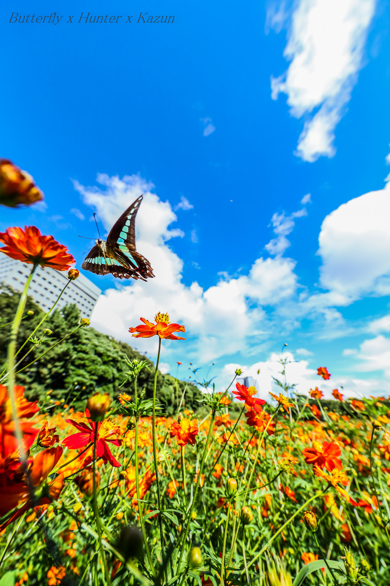 Canon EF 11-24mm F4L USM sample photo. Graphium sarpedon -fly photography