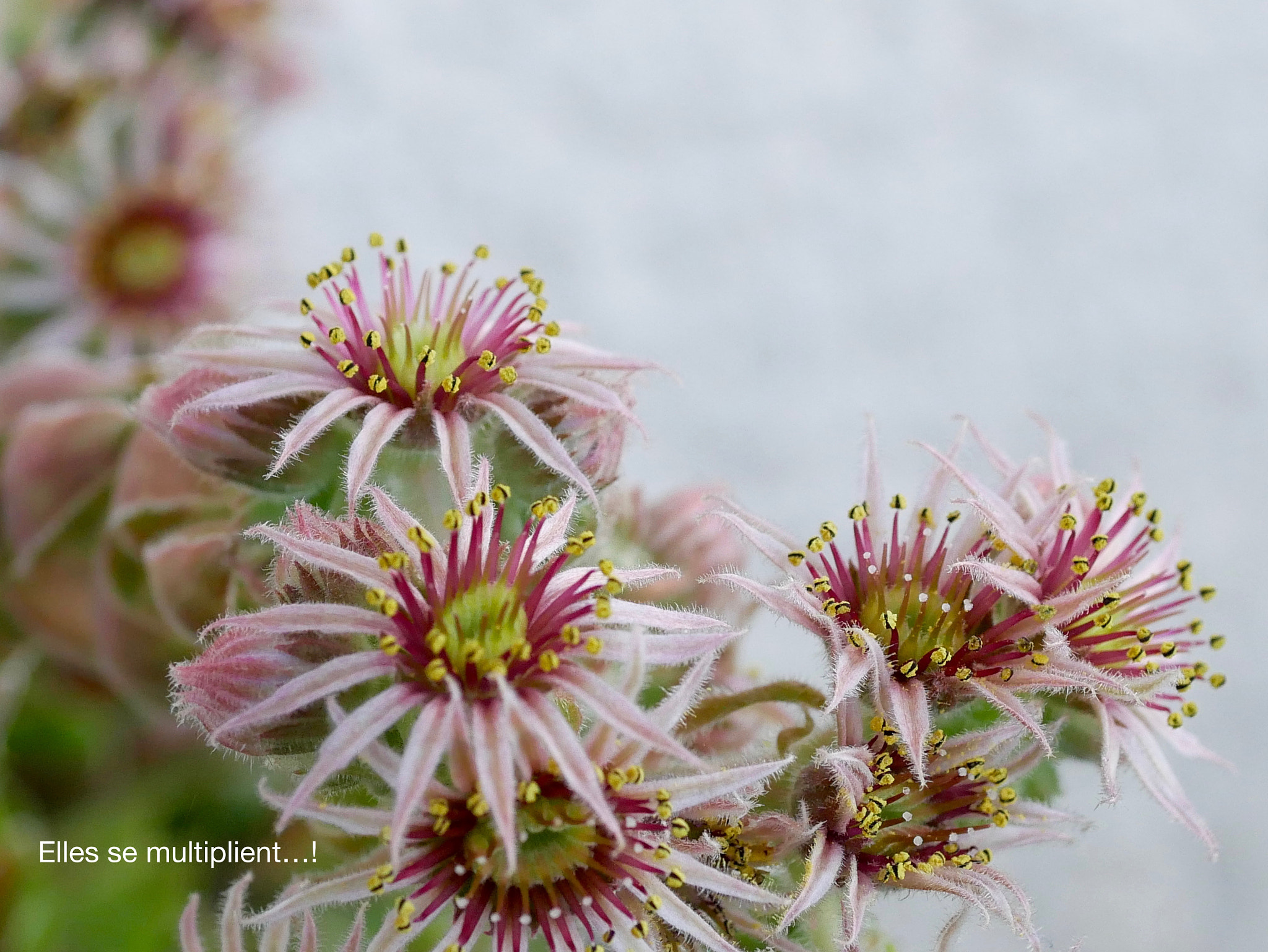 Panasonic Lumix G Macro 30mm F2.8 ASPH Mega OIS sample photo. Multiplication... photography