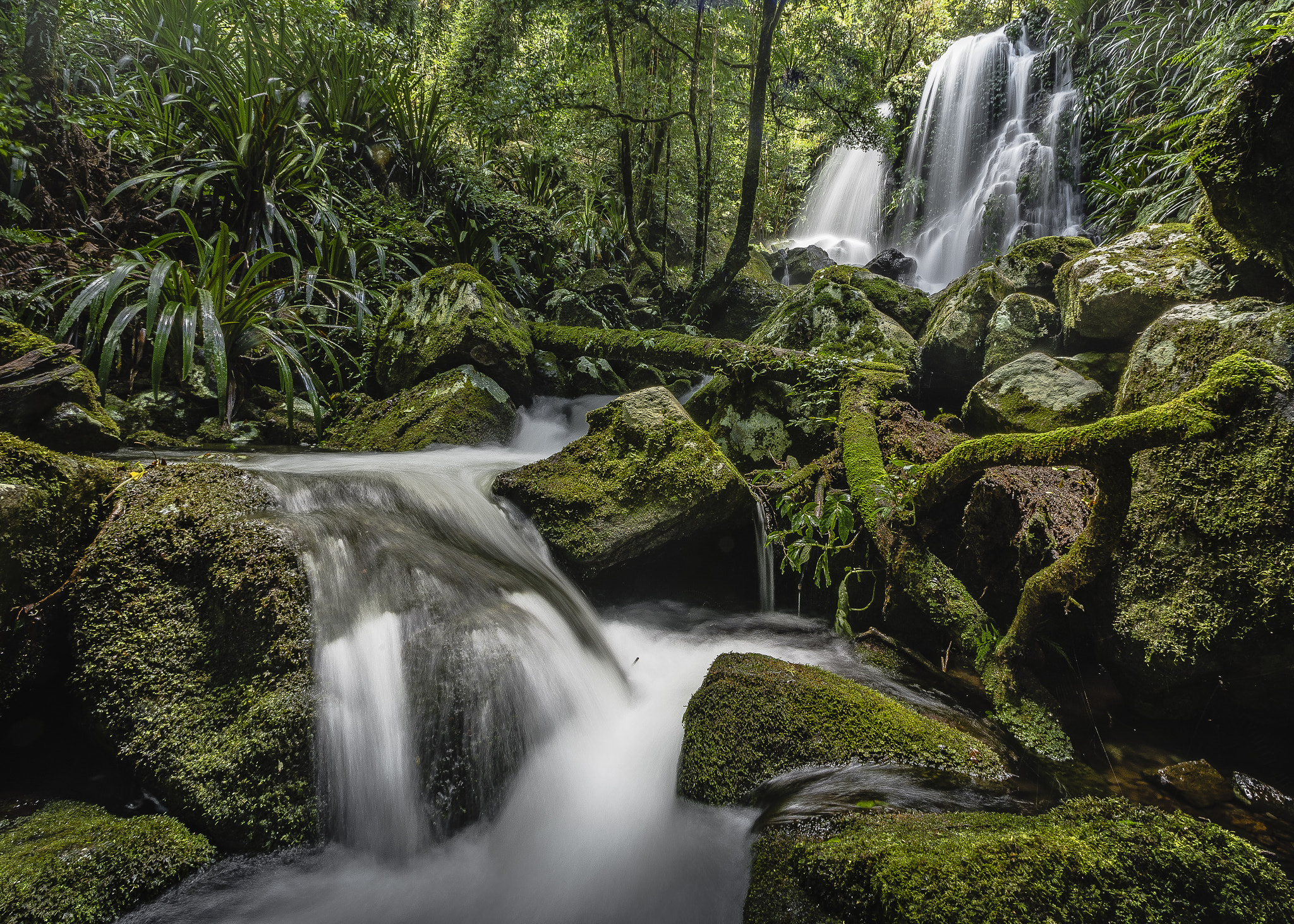 Nikon D600 + Nikon AF Nikkor 14mm F2.8D ED sample photo. Lamington cascades photography