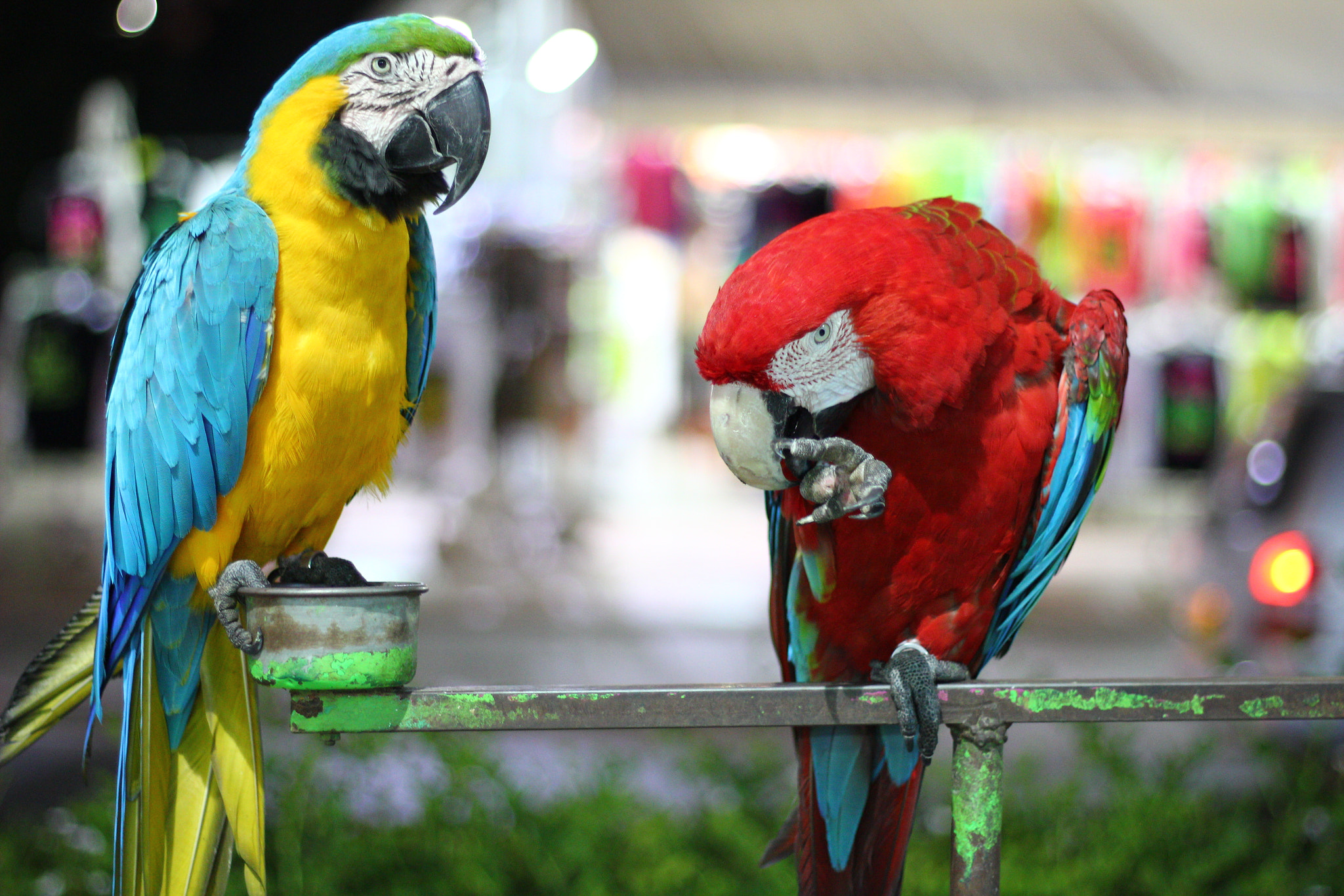 Canon EOS 550D (EOS Rebel T2i / EOS Kiss X4) + Canon EF 50mm F1.8 II sample photo. Parrots giving directions! photography