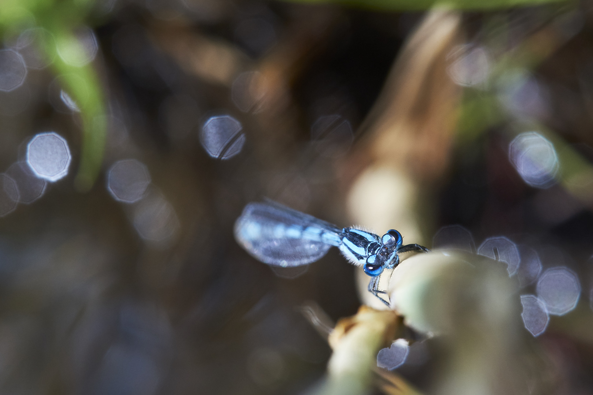 Sony a99 II + Tamron SP AF 90mm F2.8 Di Macro sample photo. Damselfly photography