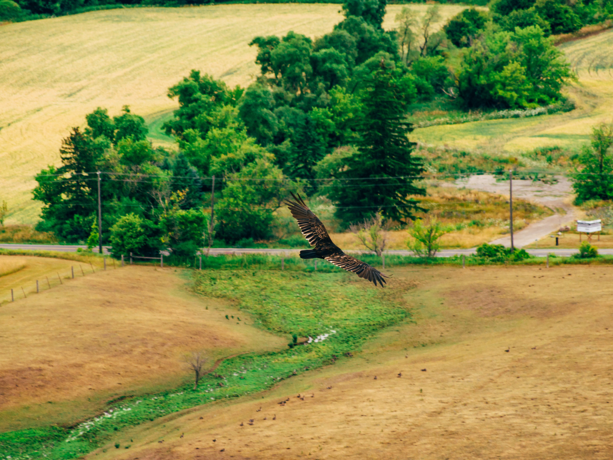 Panasonic Lumix G Vario 45-200mm F4-5.6 OIS sample photo. Soar photography
