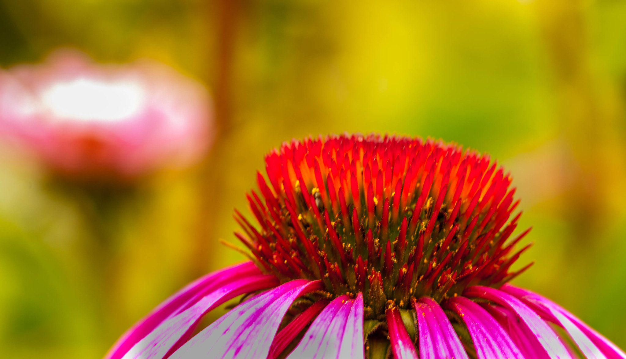 Sigma 105mm F2.8 EX DG OS HSM sample photo. Red rub (of ) photography