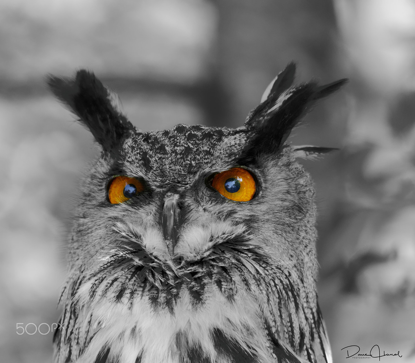 Sigma 150-500mm F5-6.3 DG OS HSM sample photo. Eagleowl photography