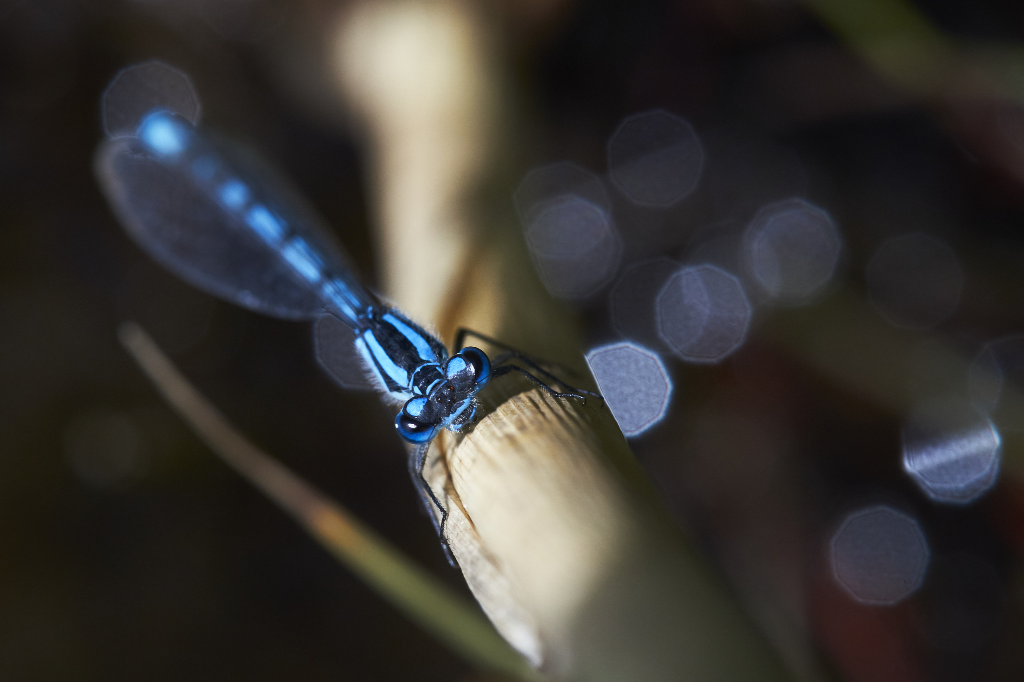 Sony a99 II + Tamron SP AF 90mm F2.8 Di Macro sample photo. Damselfly photography