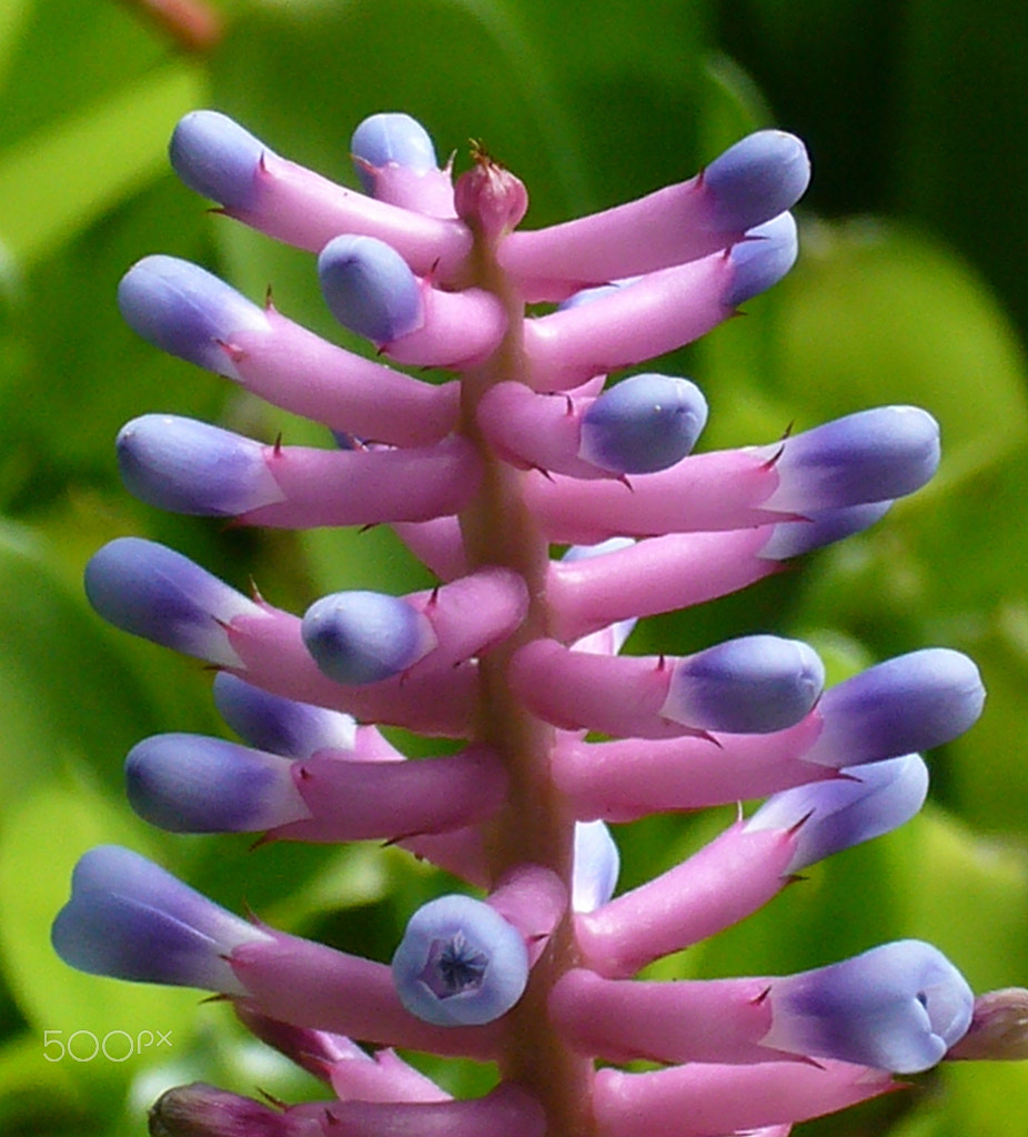 Panasonic DMC-FX01 sample photo. Matchsticks by nature photography