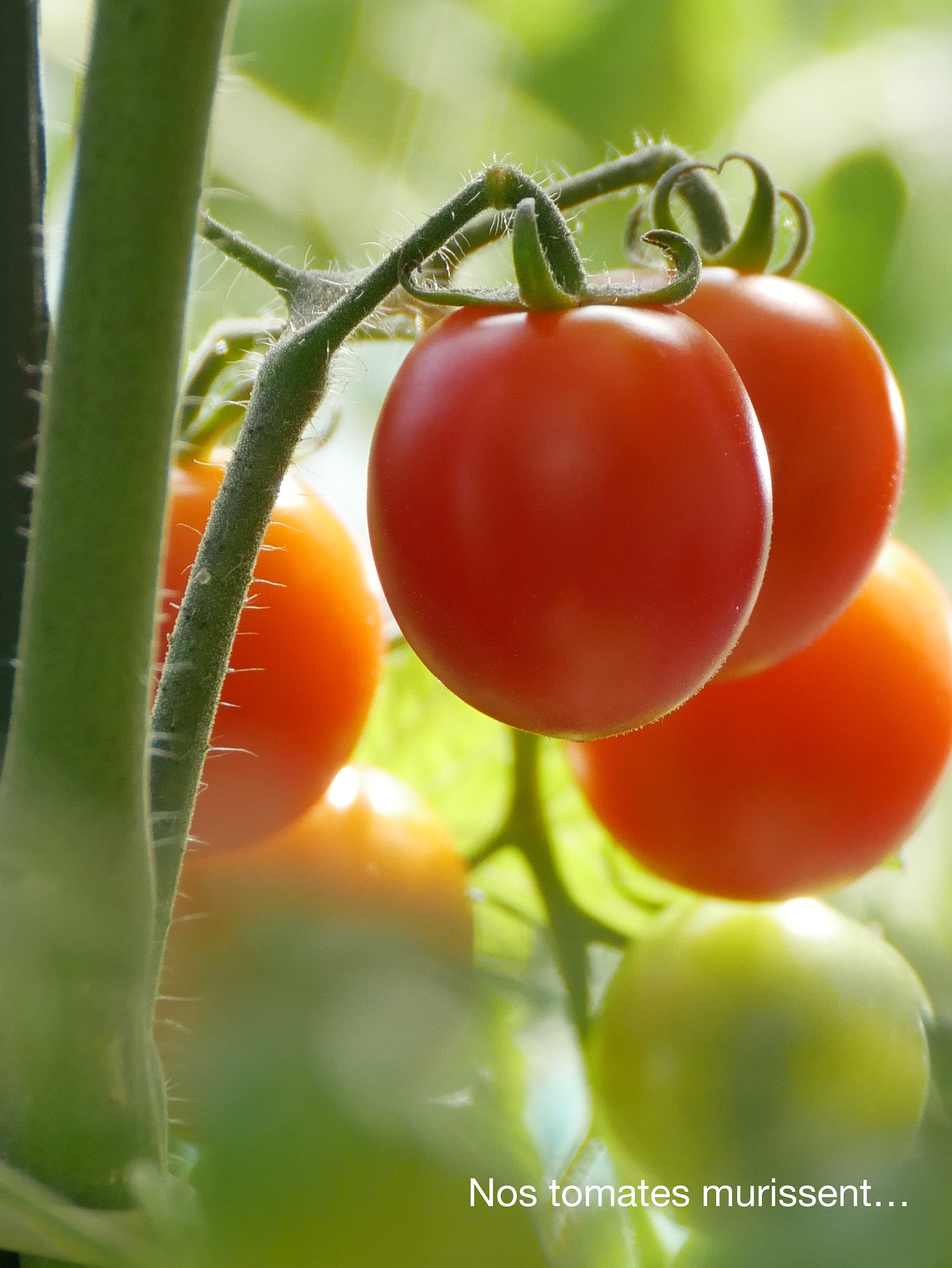 Panasonic DMC-G70 sample photo. Elles rougissent! photography