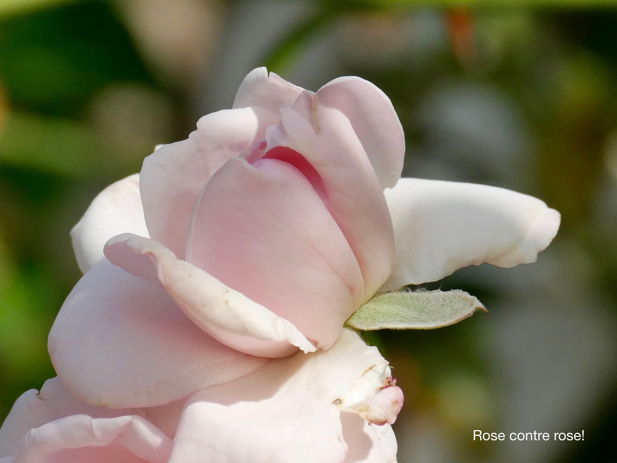 Panasonic DMC-G70 sample photo. Rose contre rose...! photography