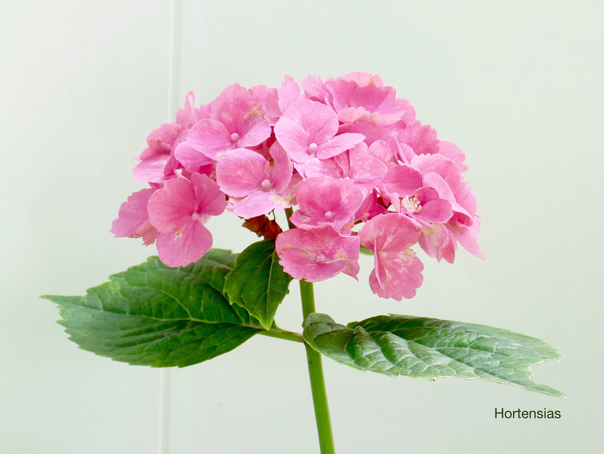 Panasonic DMC-G70 sample photo. Hortensias photography