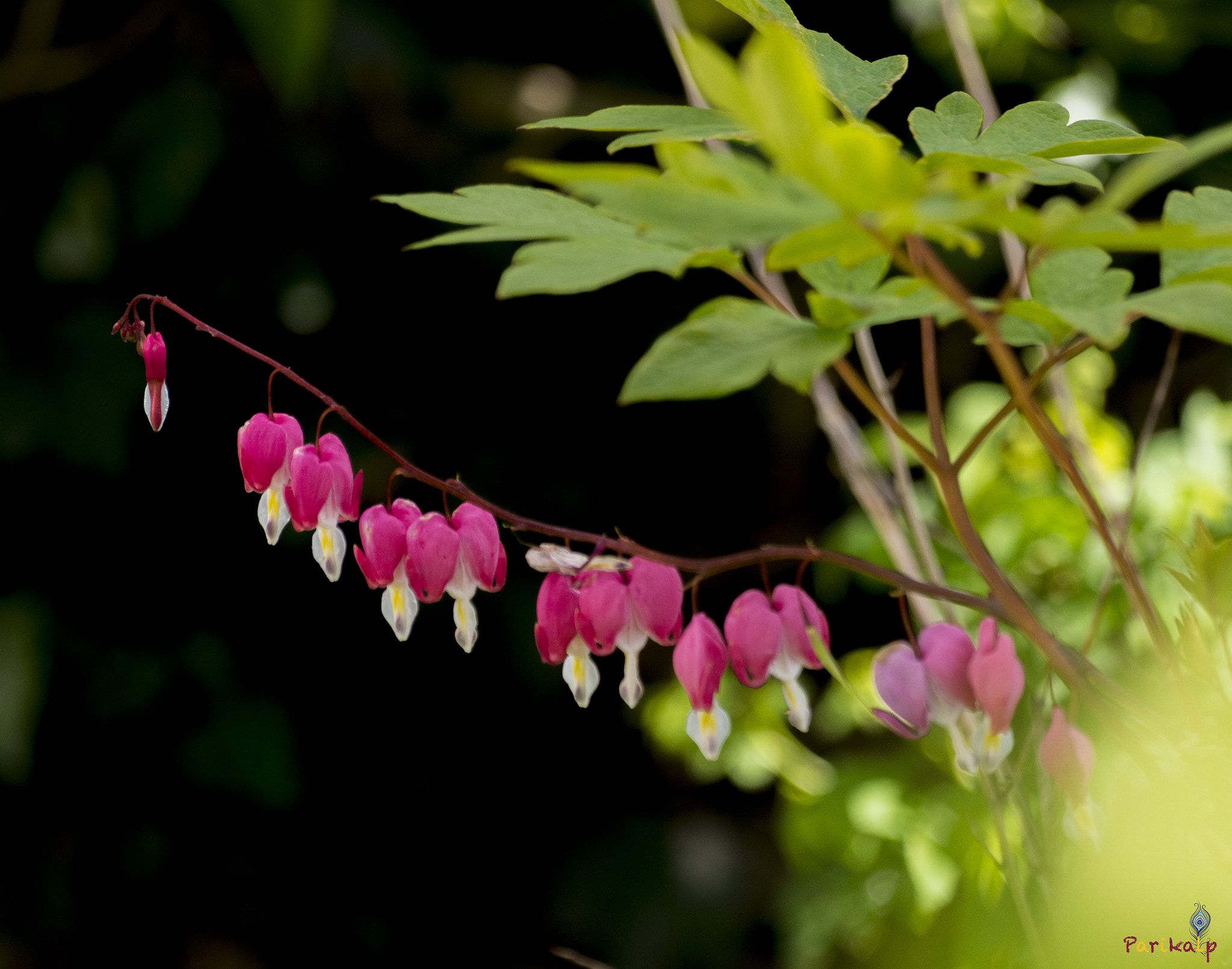 Sigma 70-300mm F4-5.6 APO DG Macro sample photo. Lamprocapnos photography