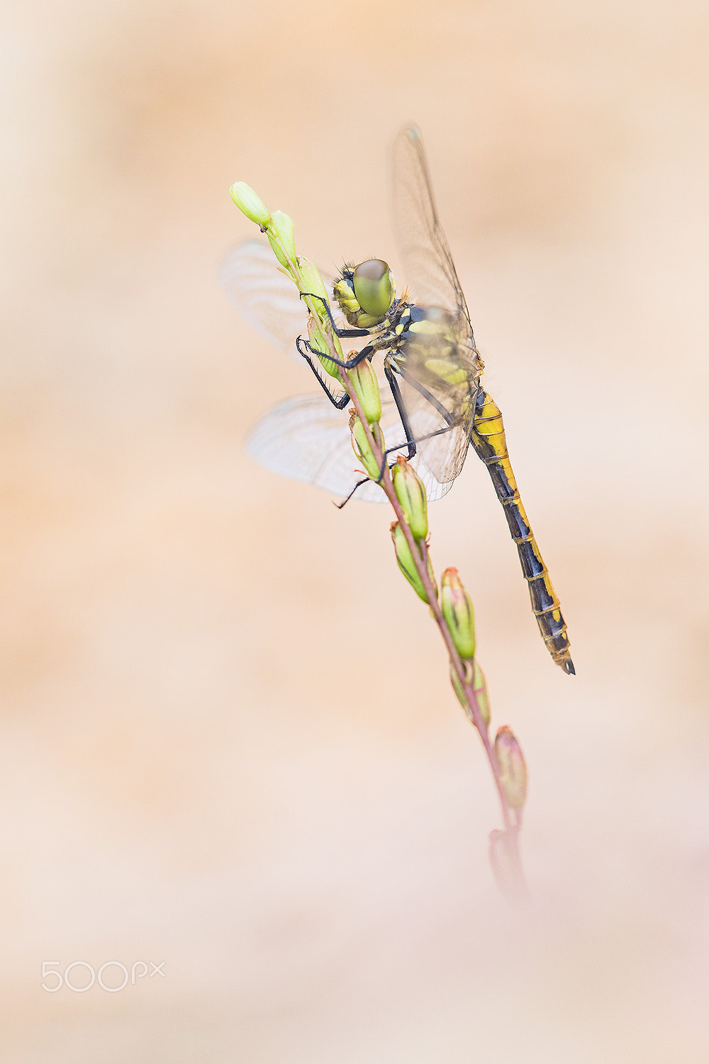 Sigma 150mm F2.8 EX DG Macro HSM sample photo. Sympetrum ii photography
