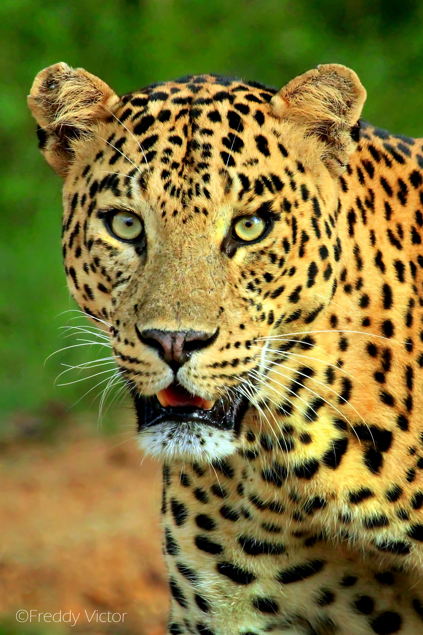 Canon EF 100-400mm F4.5-5.6L IS USM sample photo. Leopard photography