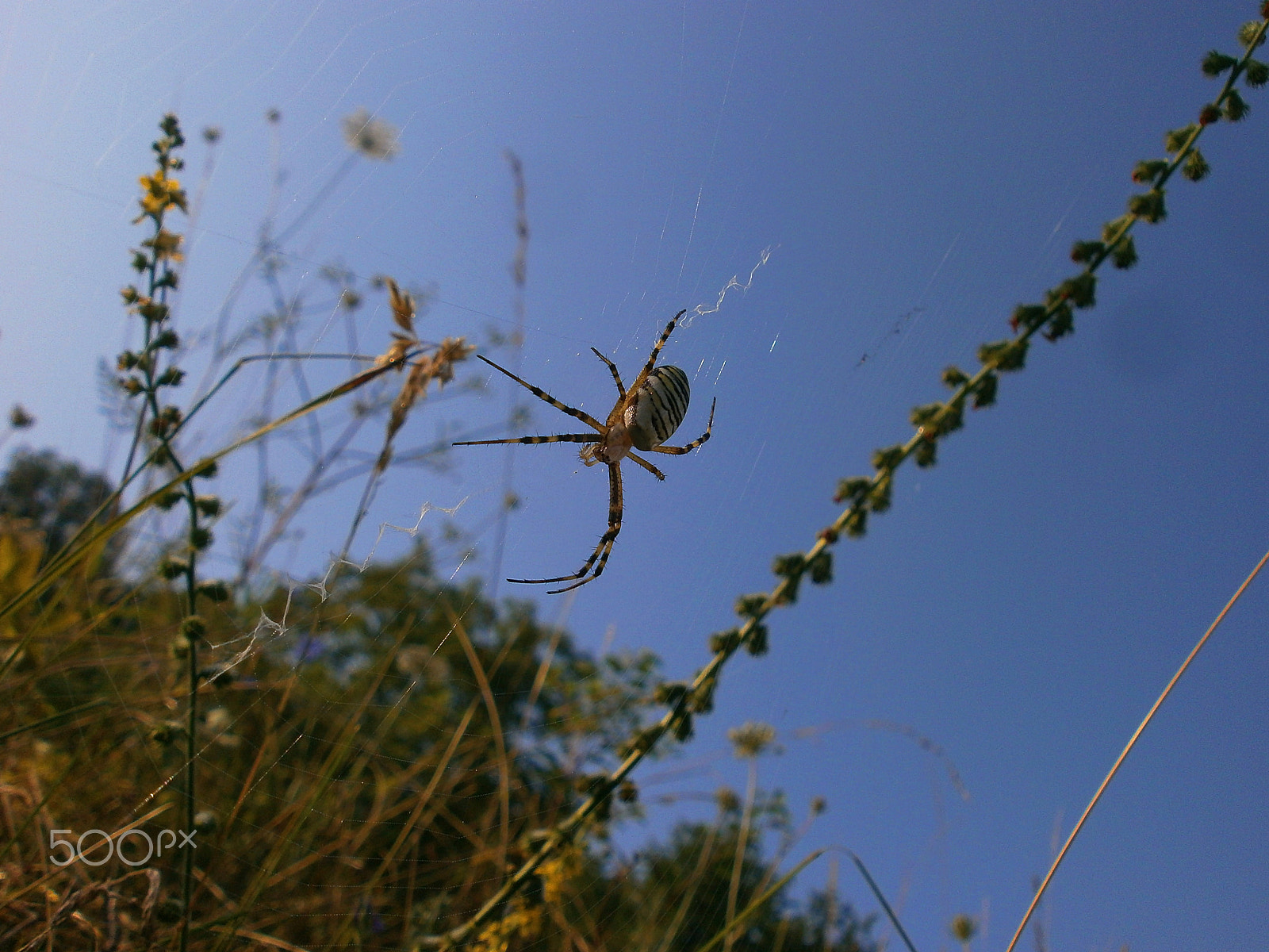 Olympus VG110,D700 sample photo. Spider 2 photography