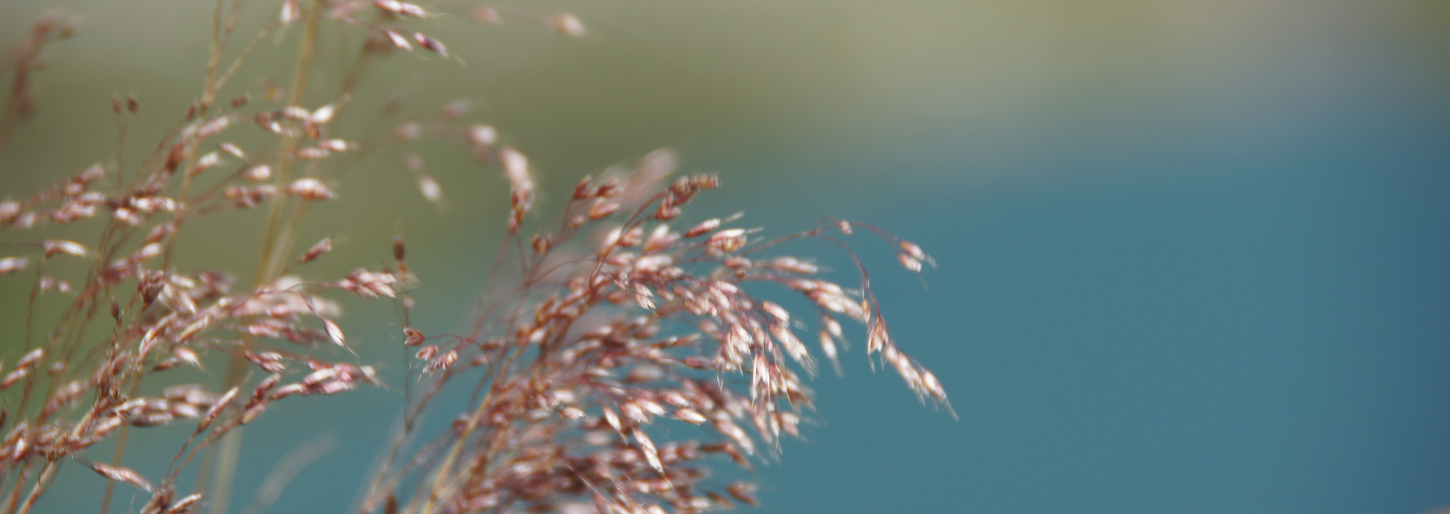 Sony SLT-A55 (SLT-A55V) sample photo. Pink grass photography