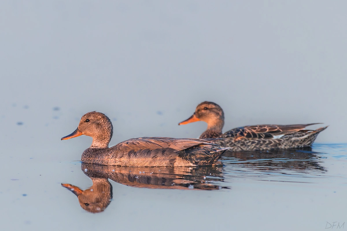 Nikon AF-S Nikkor 500mm F4D ED-IF II sample photo. Gadwall photography