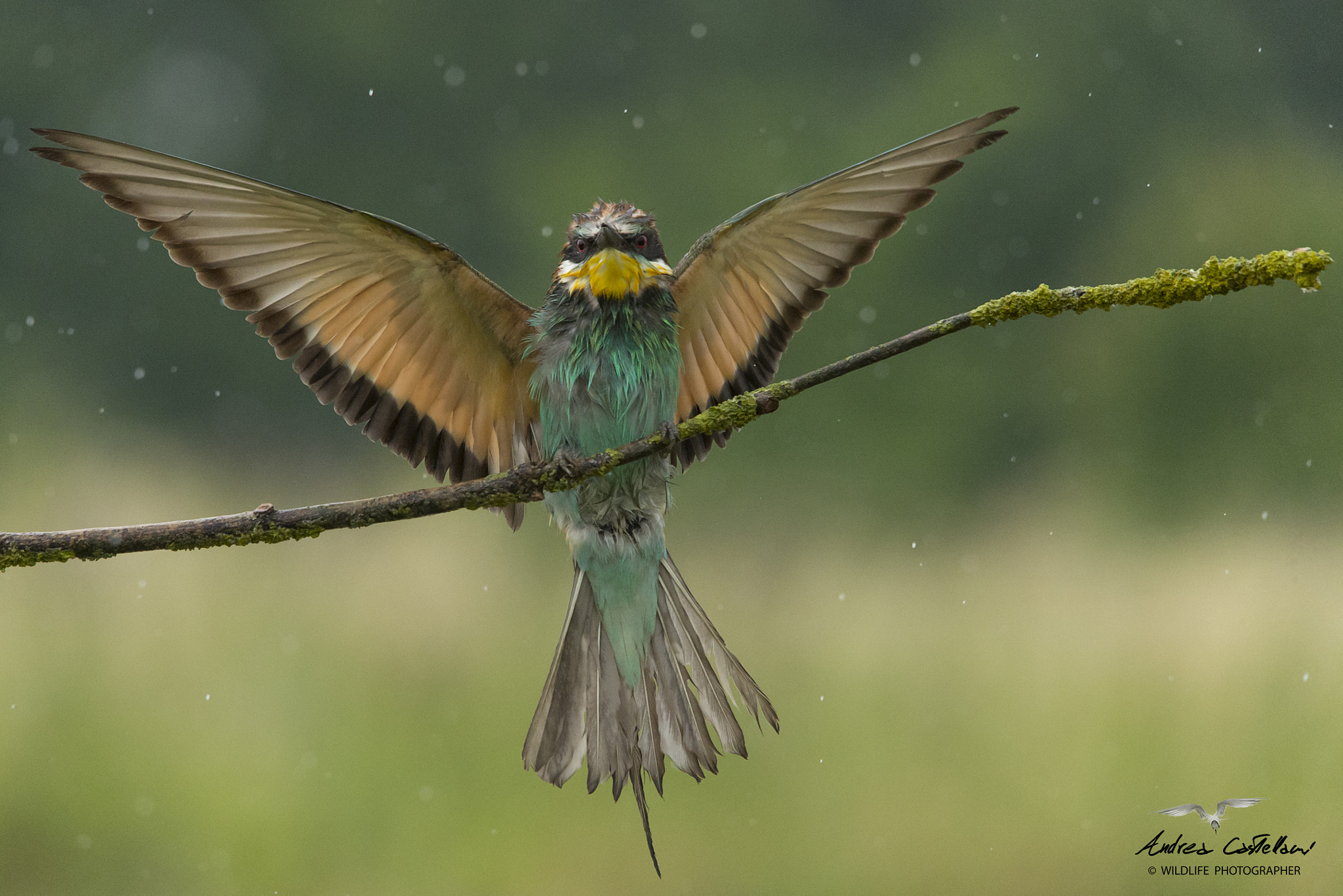 Nikon D4S + Sigma 150-500mm F5-6.3 DG OS HSM sample photo. Bee-eater in the rain photography